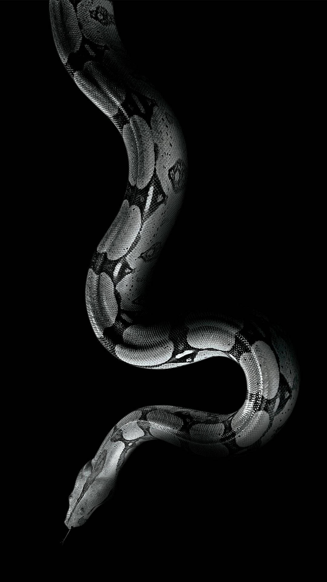 Boa Constrictor Africa Iphone