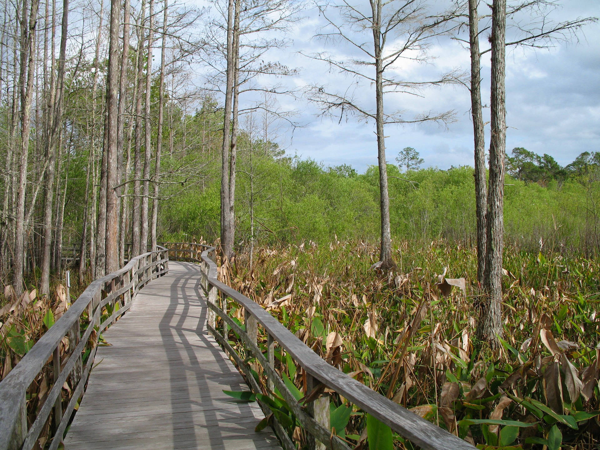 Boardwalk Trail Everglades National Park