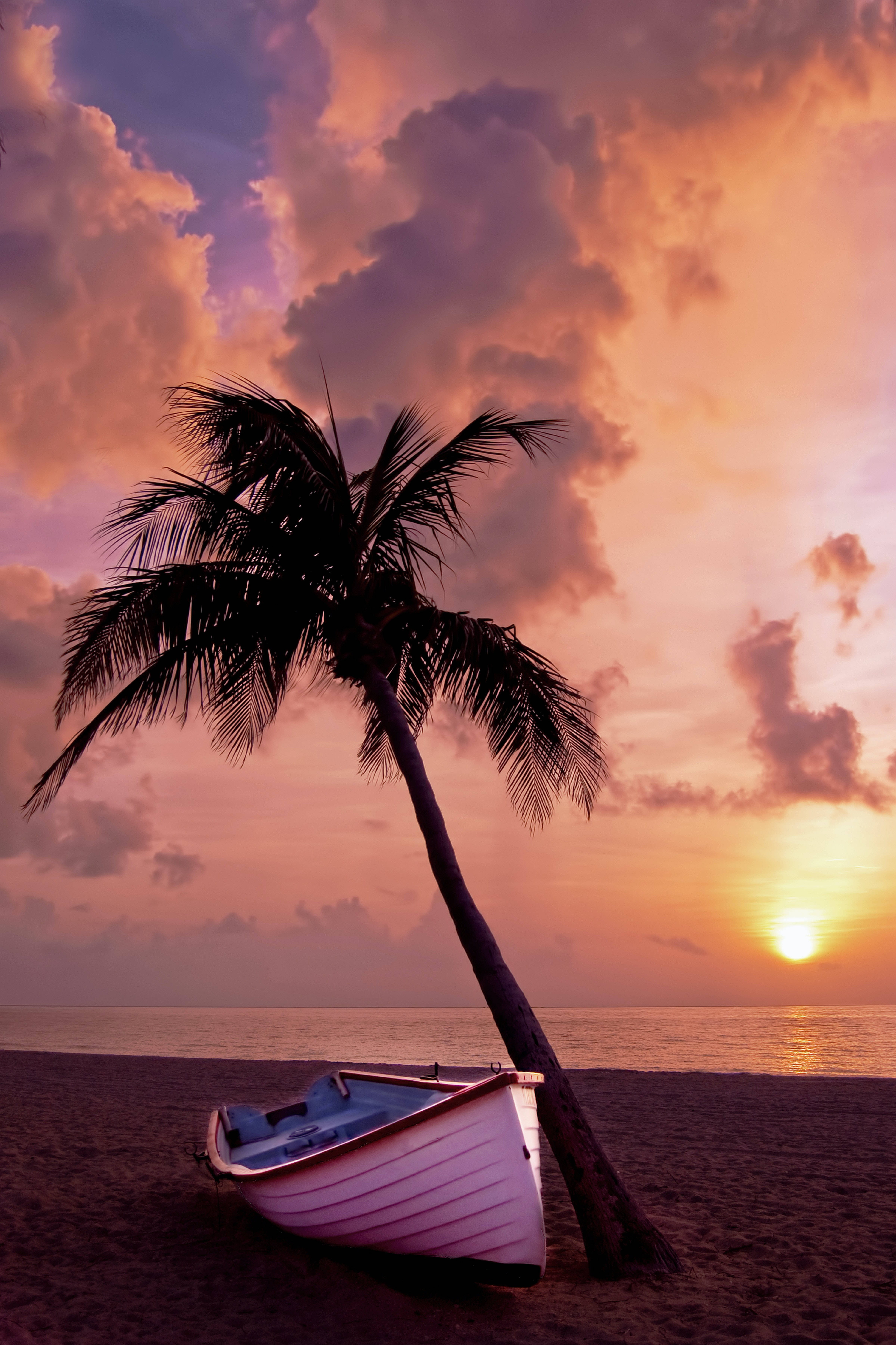 Boat And Palm Tree Beach Android Background