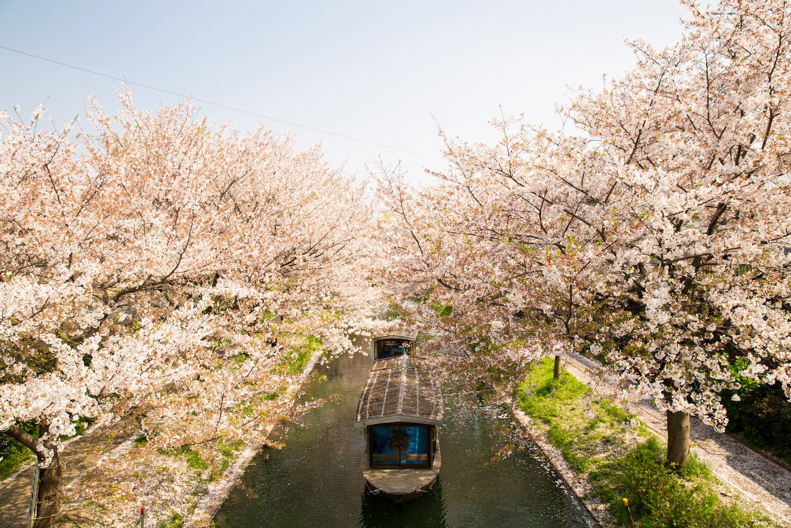 Boats Travel Under Japanese Sakura Background