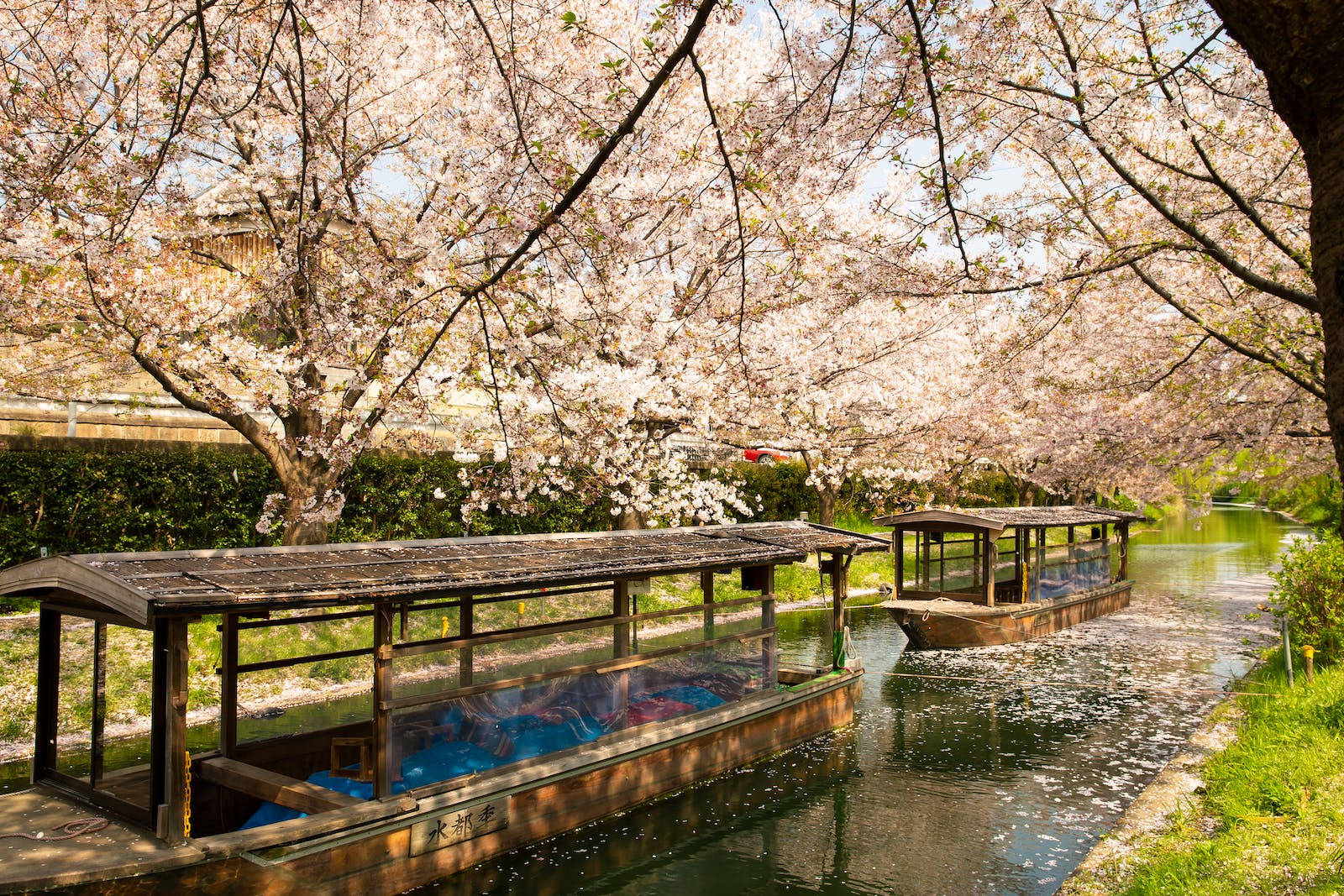 Boats Under Japanese Sakura Canopy Background