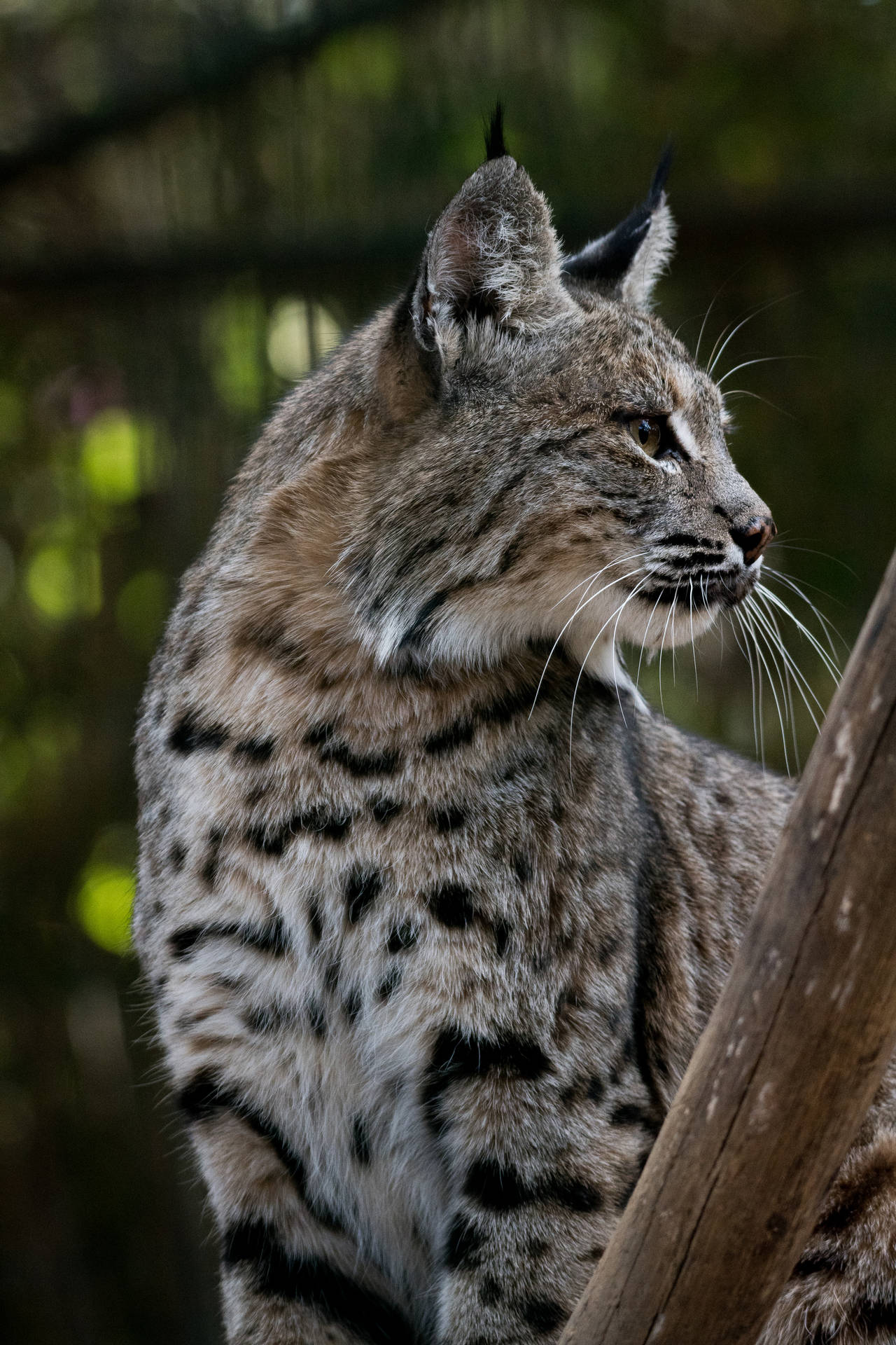 Bobcat Side View Awesome Animal
