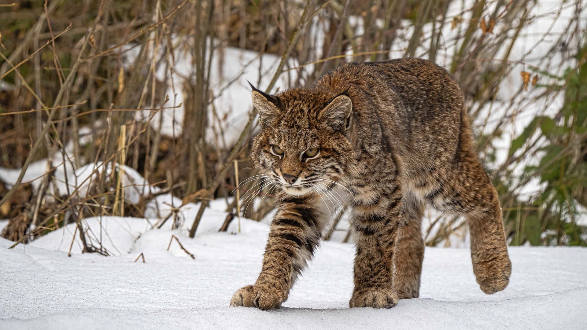 Bobcatin Snow Walk Background