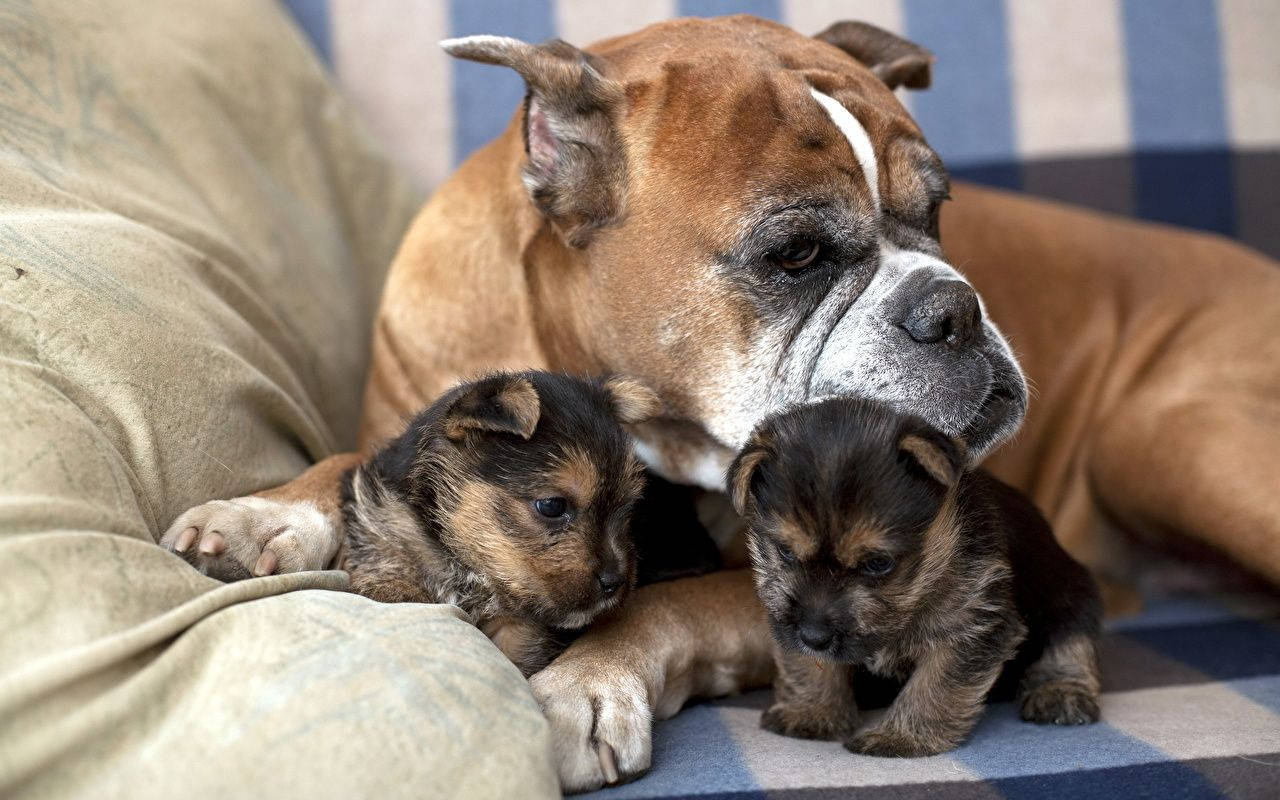 Boer Dog Family Puppies Background