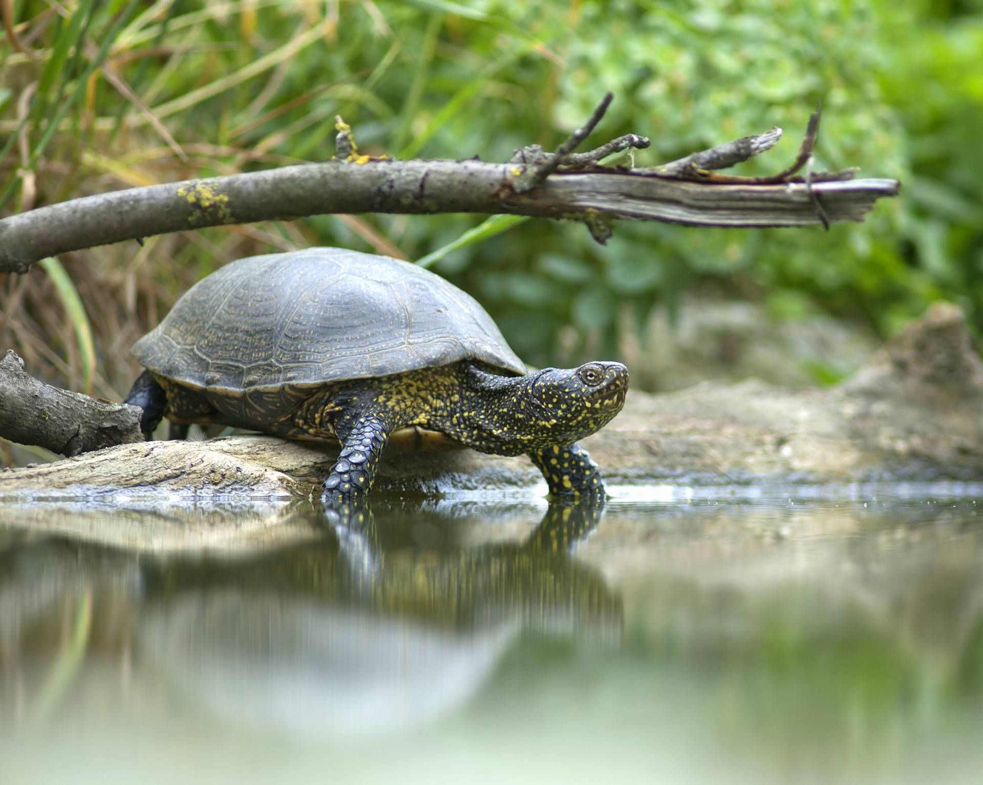 Bog Turtle Pond Water Photography Background