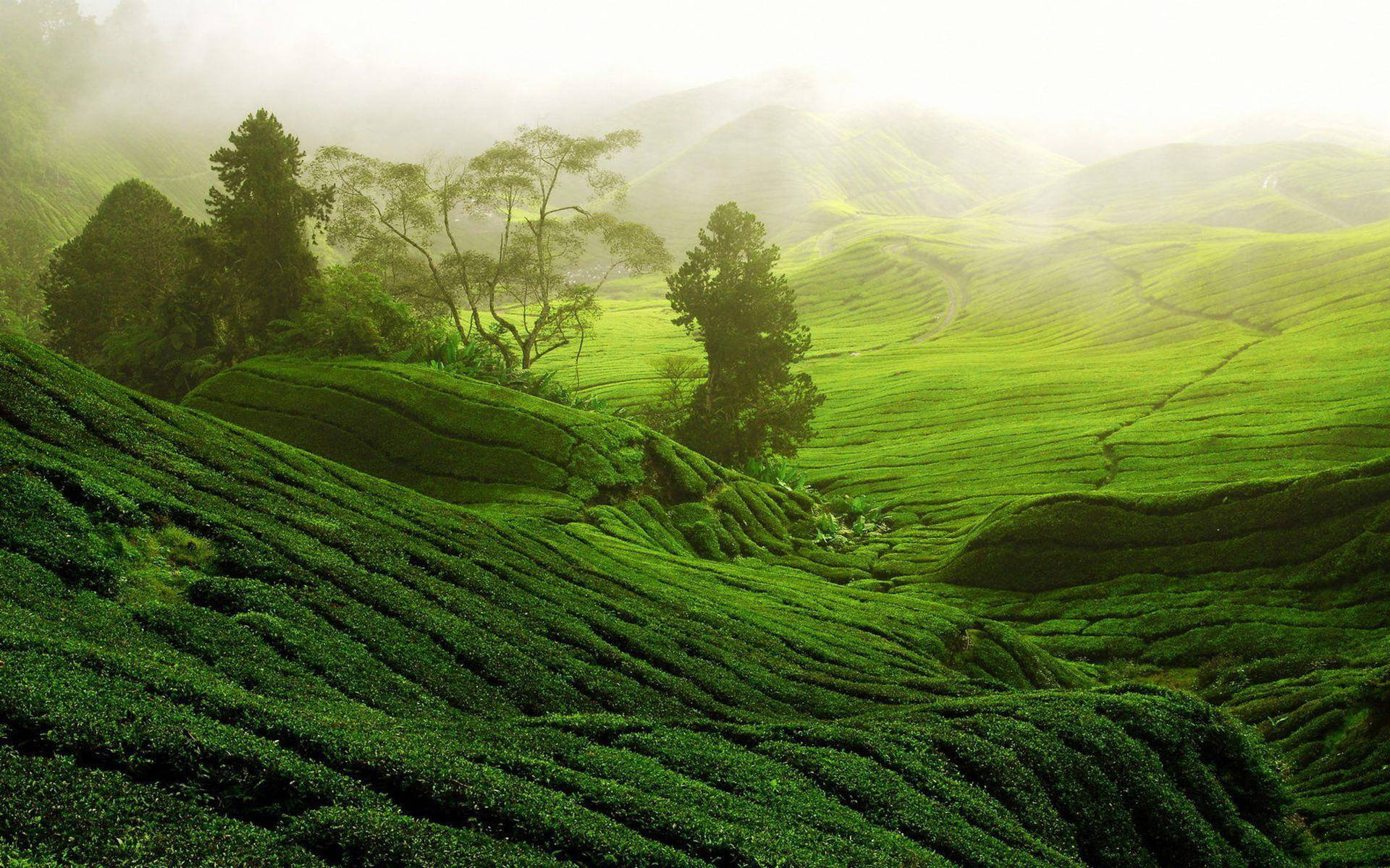 Boh Tea Garden Malaysia Background