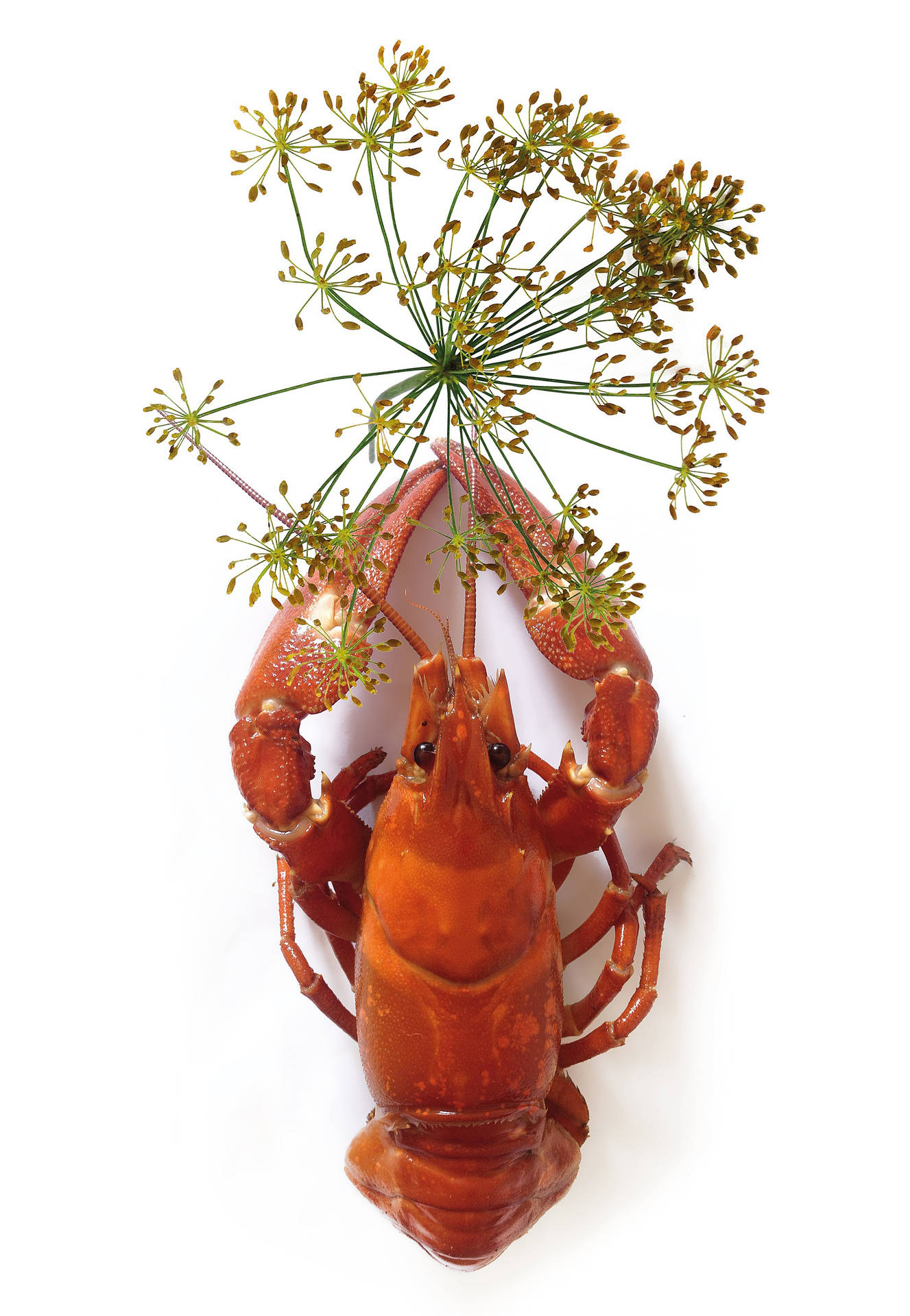 Boiled Crayfish With Dill Leaves Background