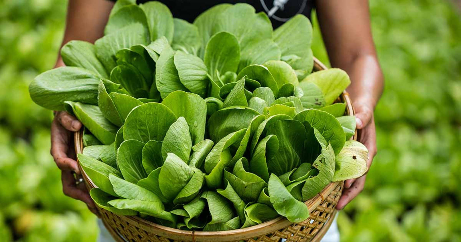 Bok Choy Cabbages In A Basket Background