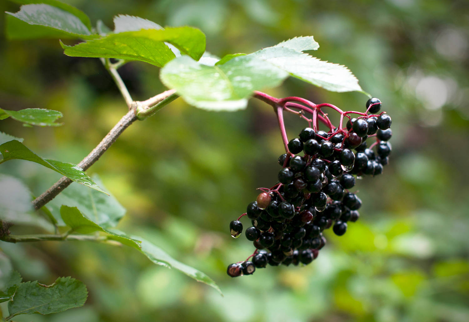 Bokeh Hanging Purple Elderberry Fruits