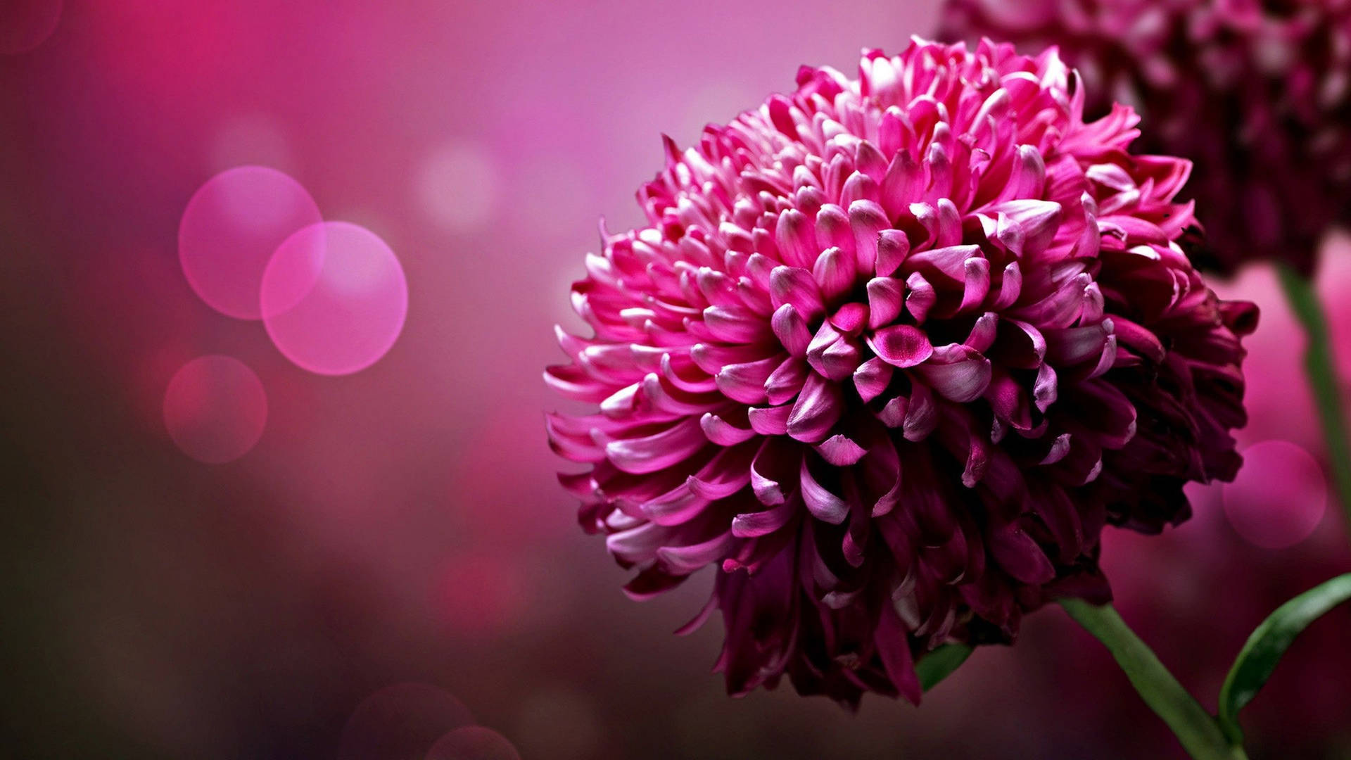 Bokeh Lights And Cute Pink Flower Background