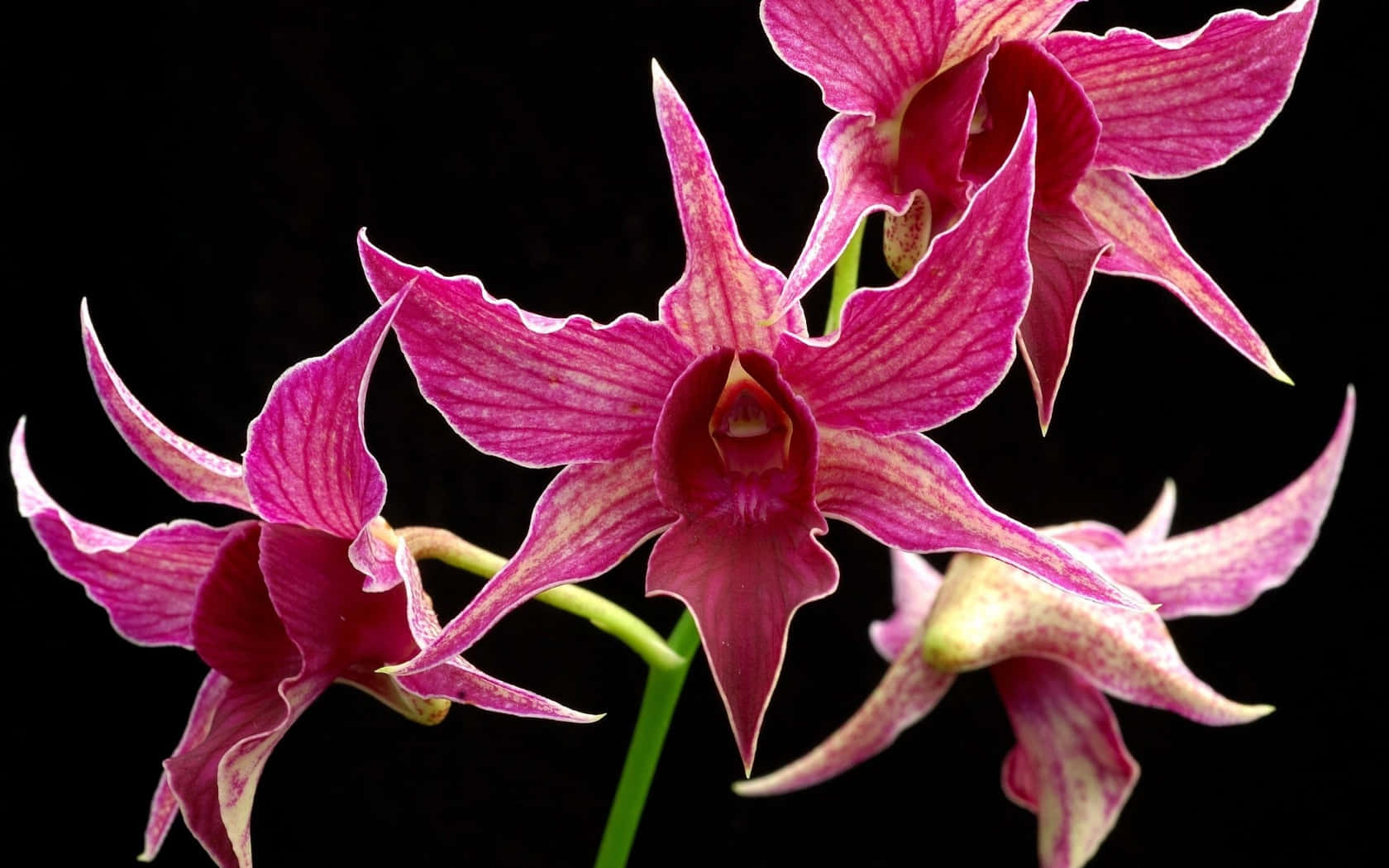 Bold And Beautiful Black And Pink Floral Wallpaper Background