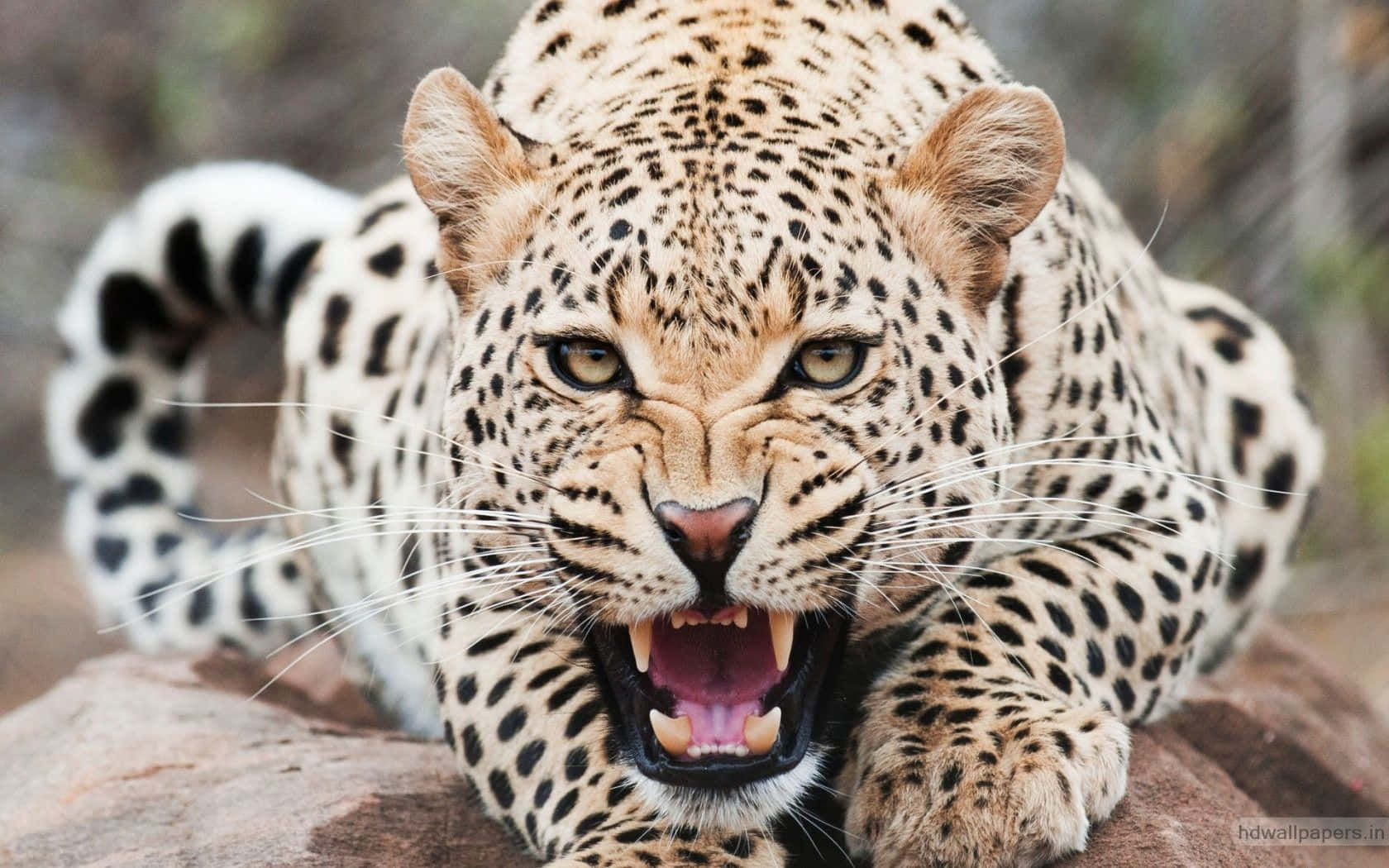 Bold And Beautiful Cheetah By The Watering Hole Background