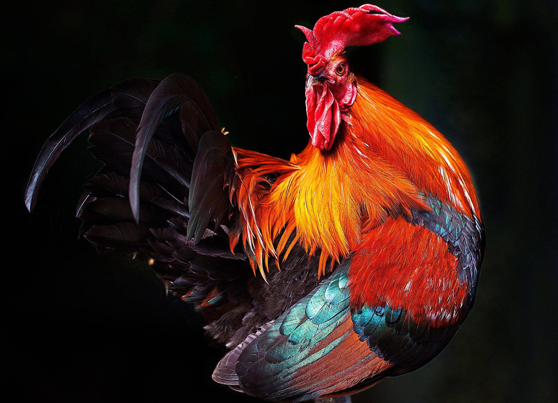 Bold And Beautiful Red Rooster Showcasing Its Dazzling Feathers Background