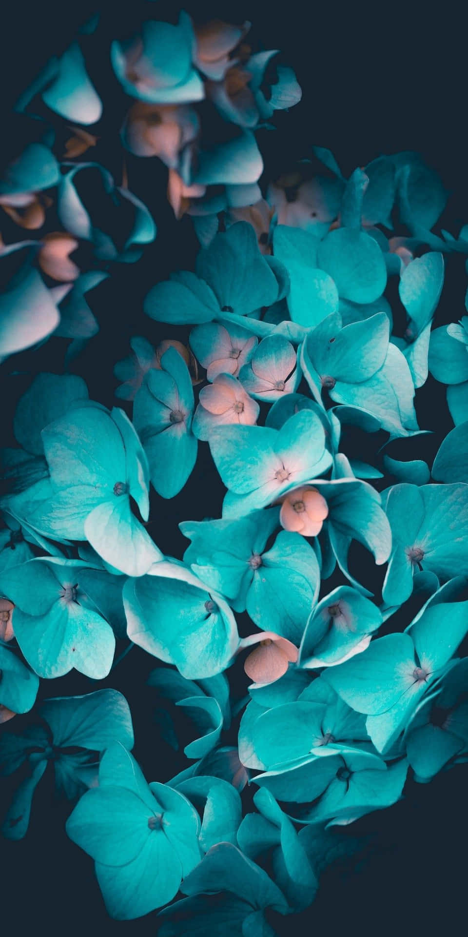 Bold, Beautiful And Resilient - A Close Up Of A Unique Teal Flower Background