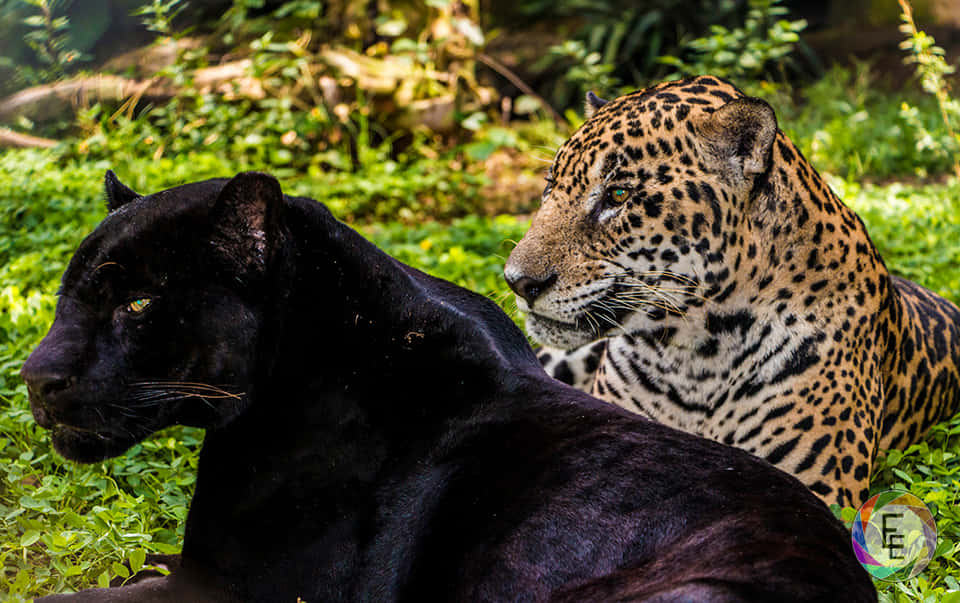 Bold Black Leopard Stalks Its Prey