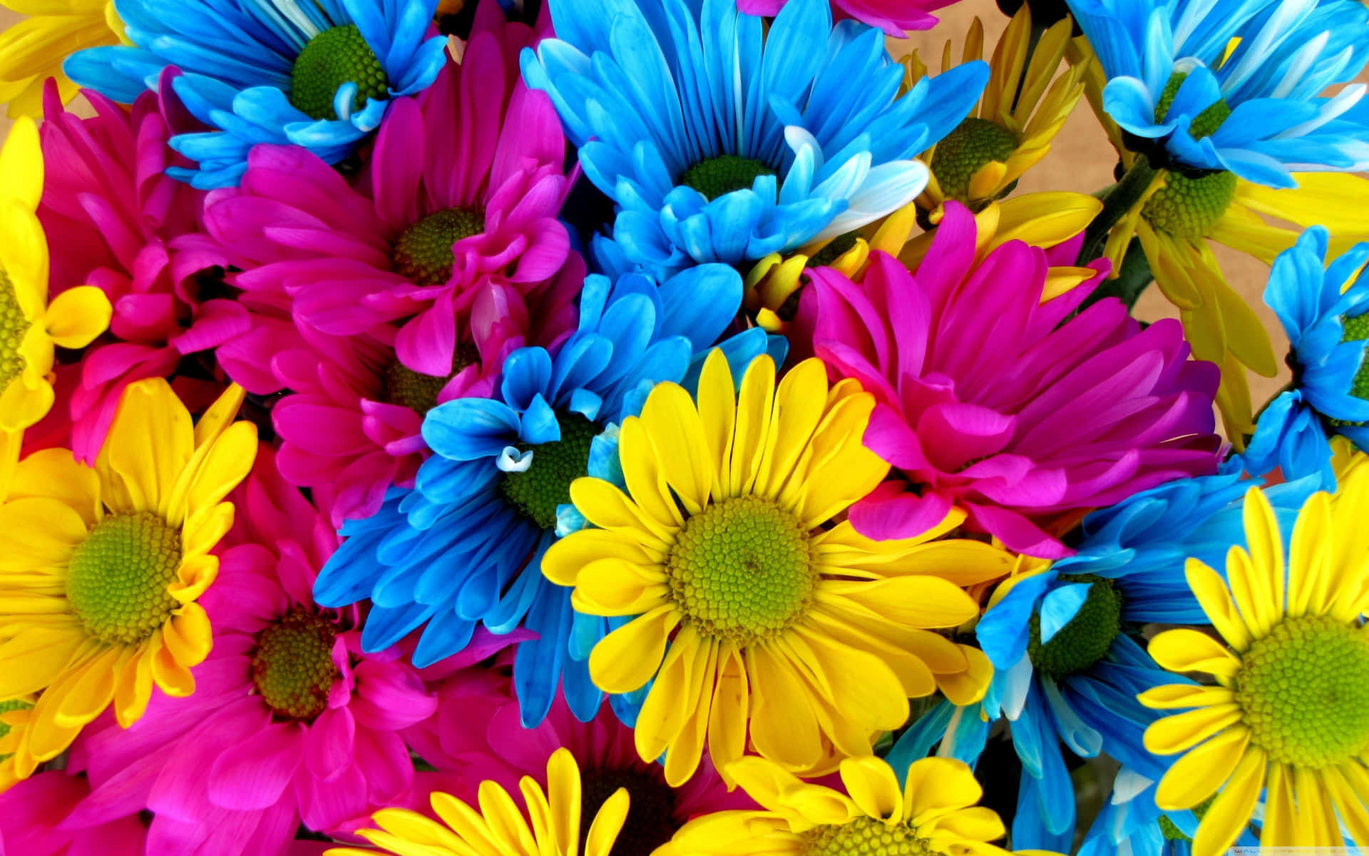 Bold Colorful Daisies Background