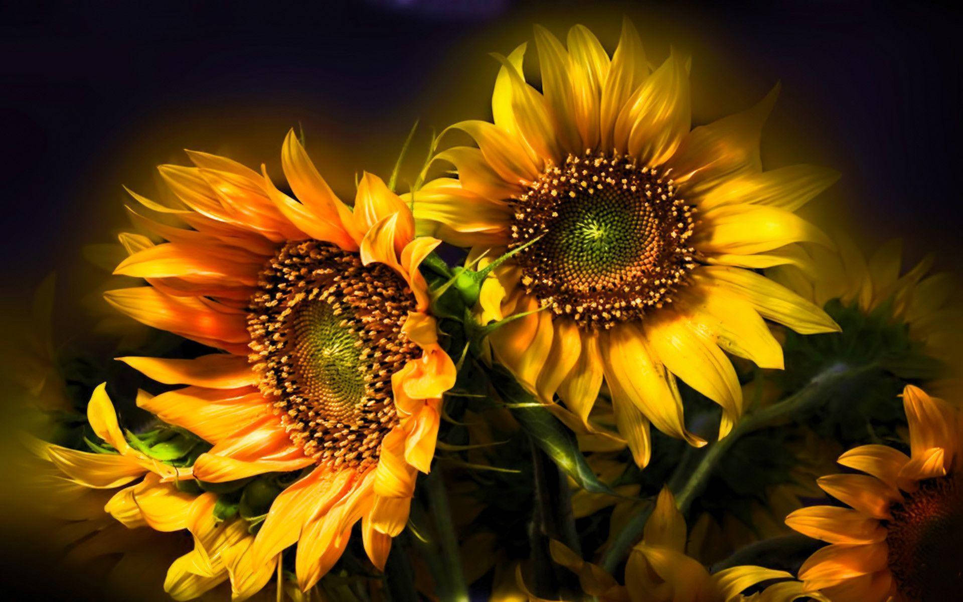 Bold Yellow Sunflower On Desktop Background