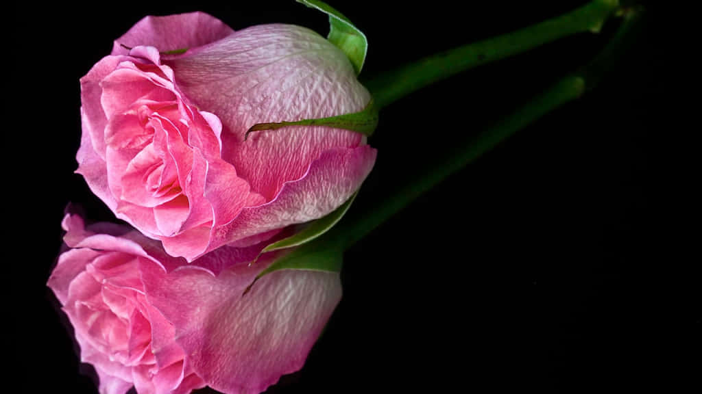 Boldly Beautiful - Black And Pink Floral Background