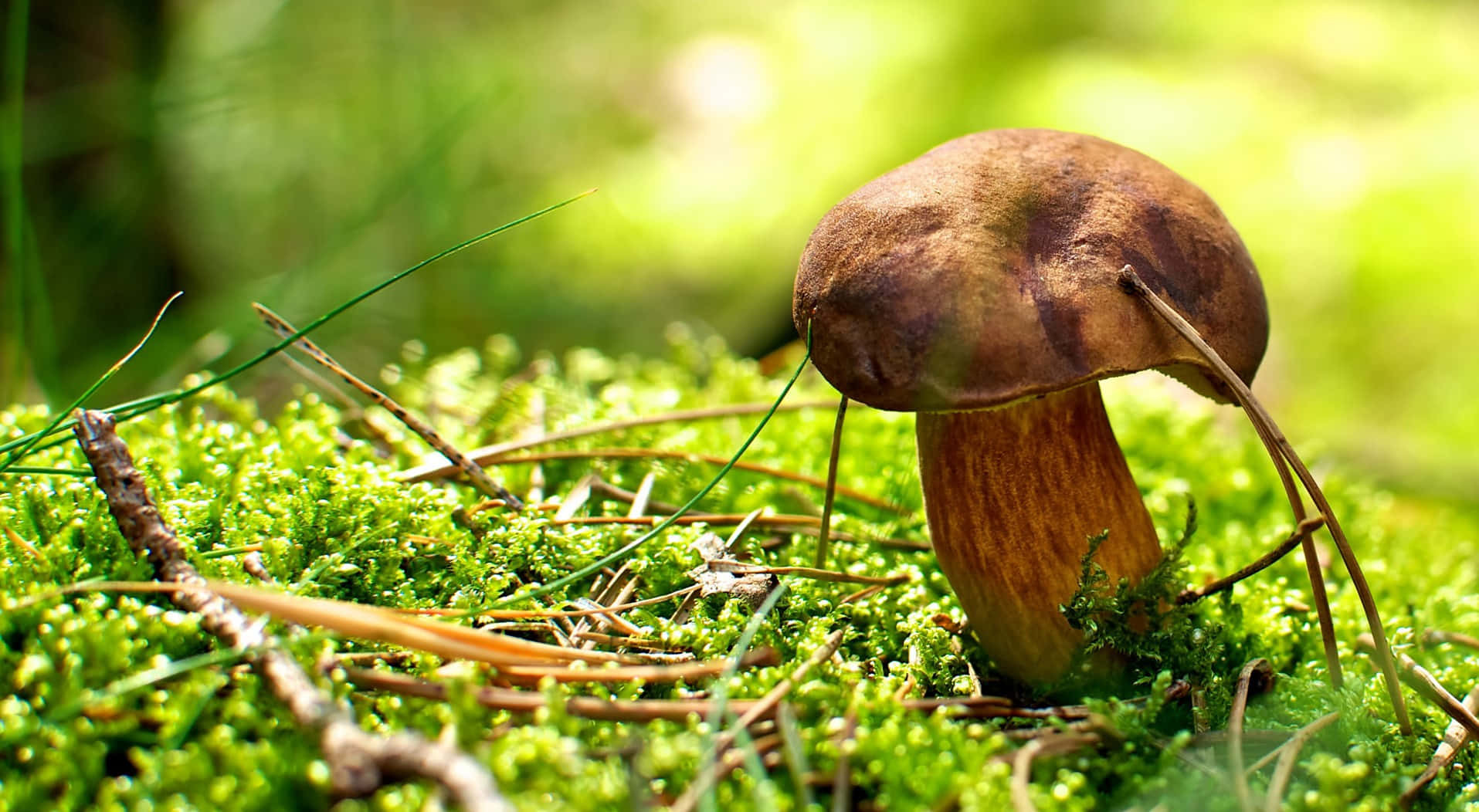 Boletus Mushroom Brown Cap And Stalk Fungus