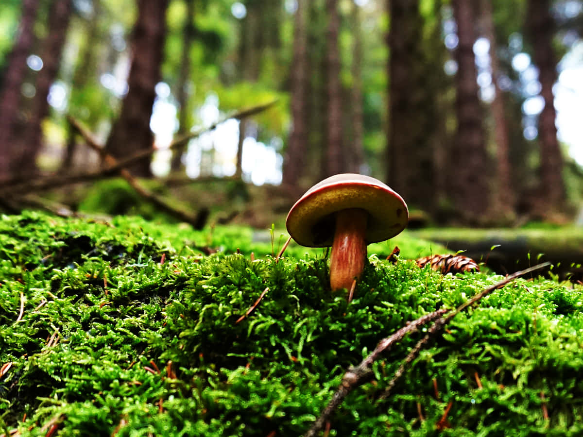 Boletus Mushroom On Mossy Forest Ground