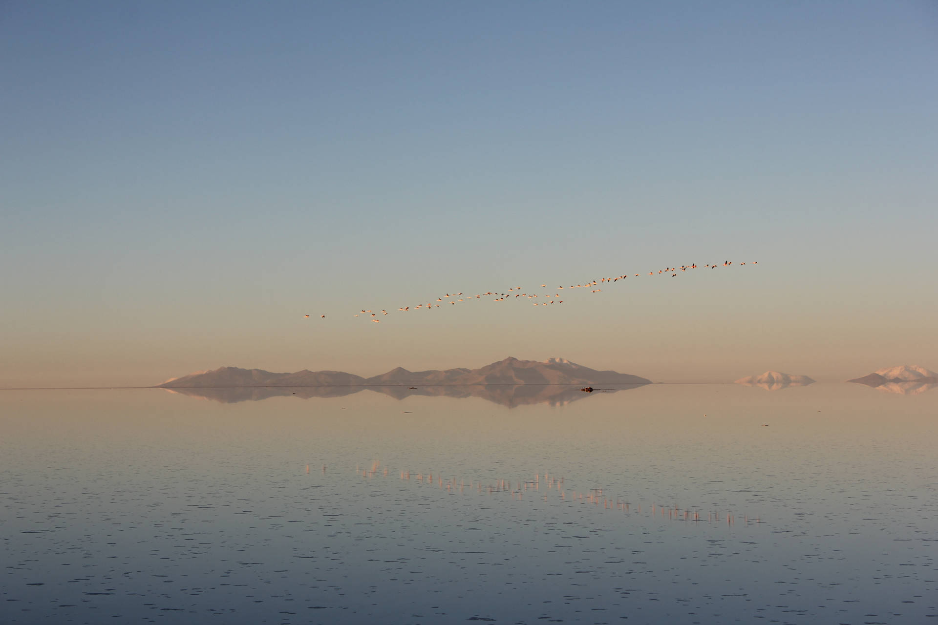 Bolivia Flock Of Flamingos In Uyuni Background