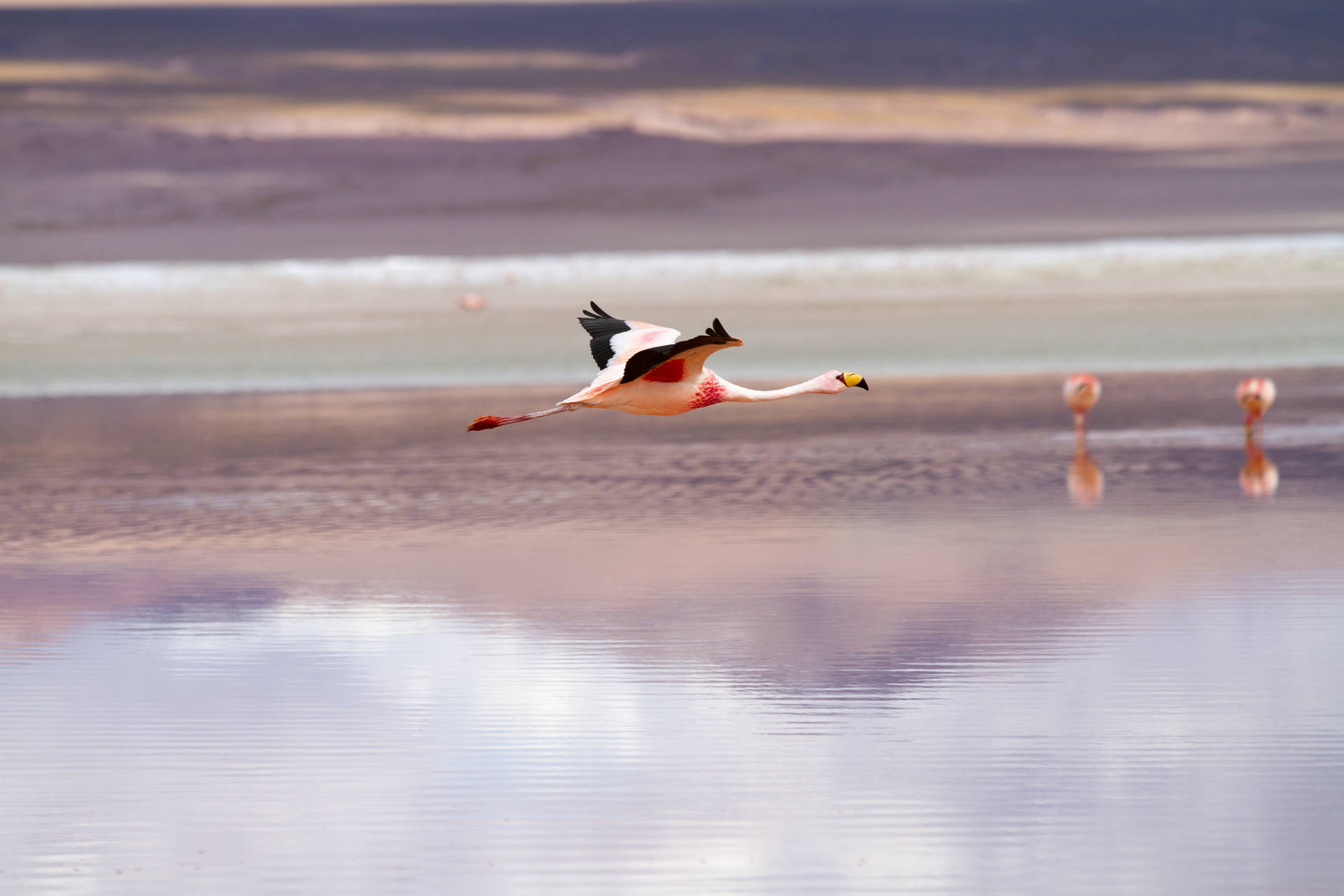 Bolivia Uyuni Flamingo Background
