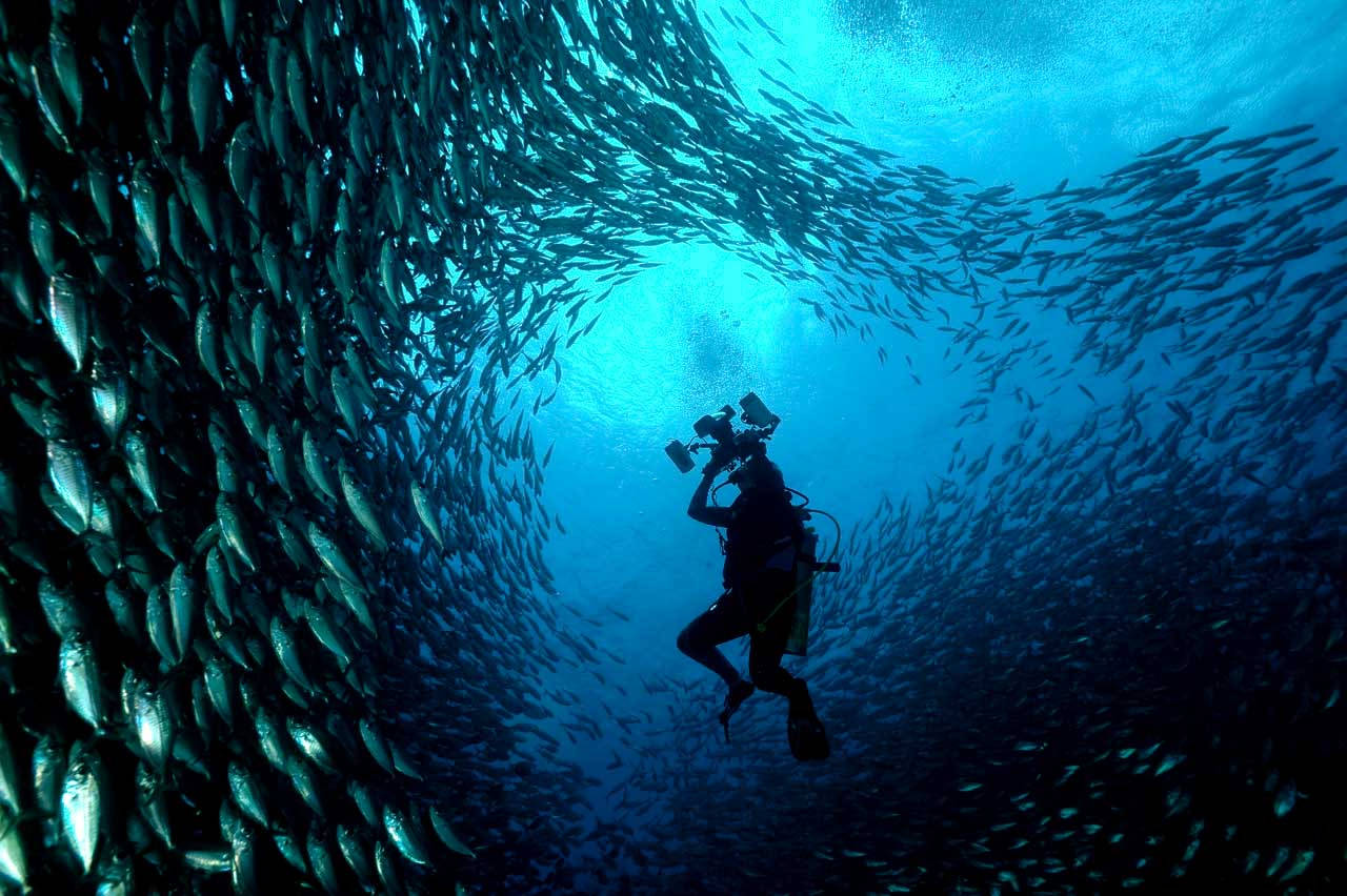 Bonaire Blue Fish