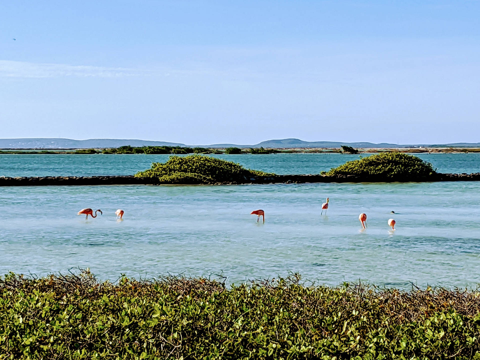 Bonaire Flamingos In Sea Background