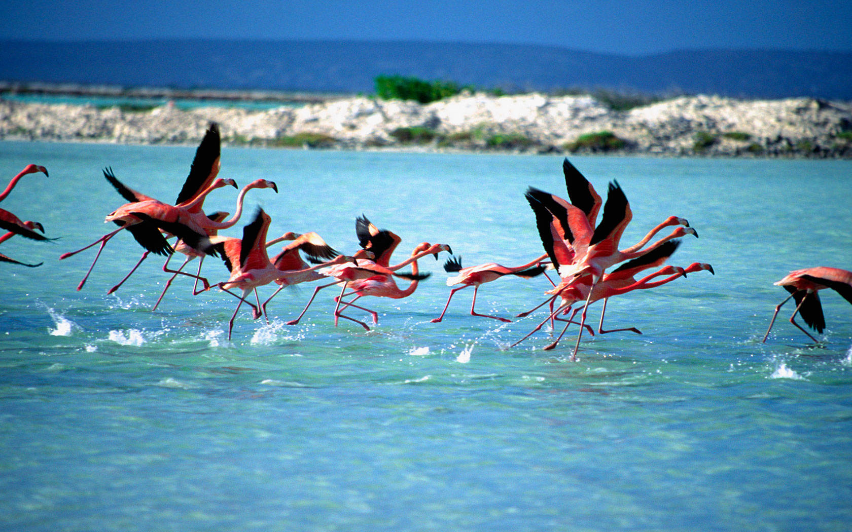 Bonaire Flamingos Background