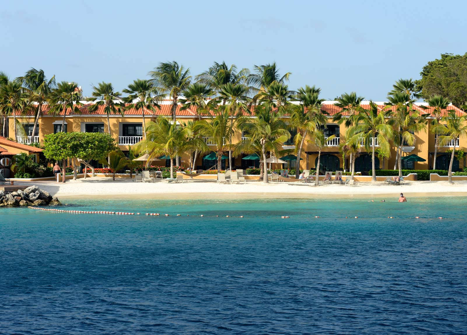 Bonaire Palm Trees Background