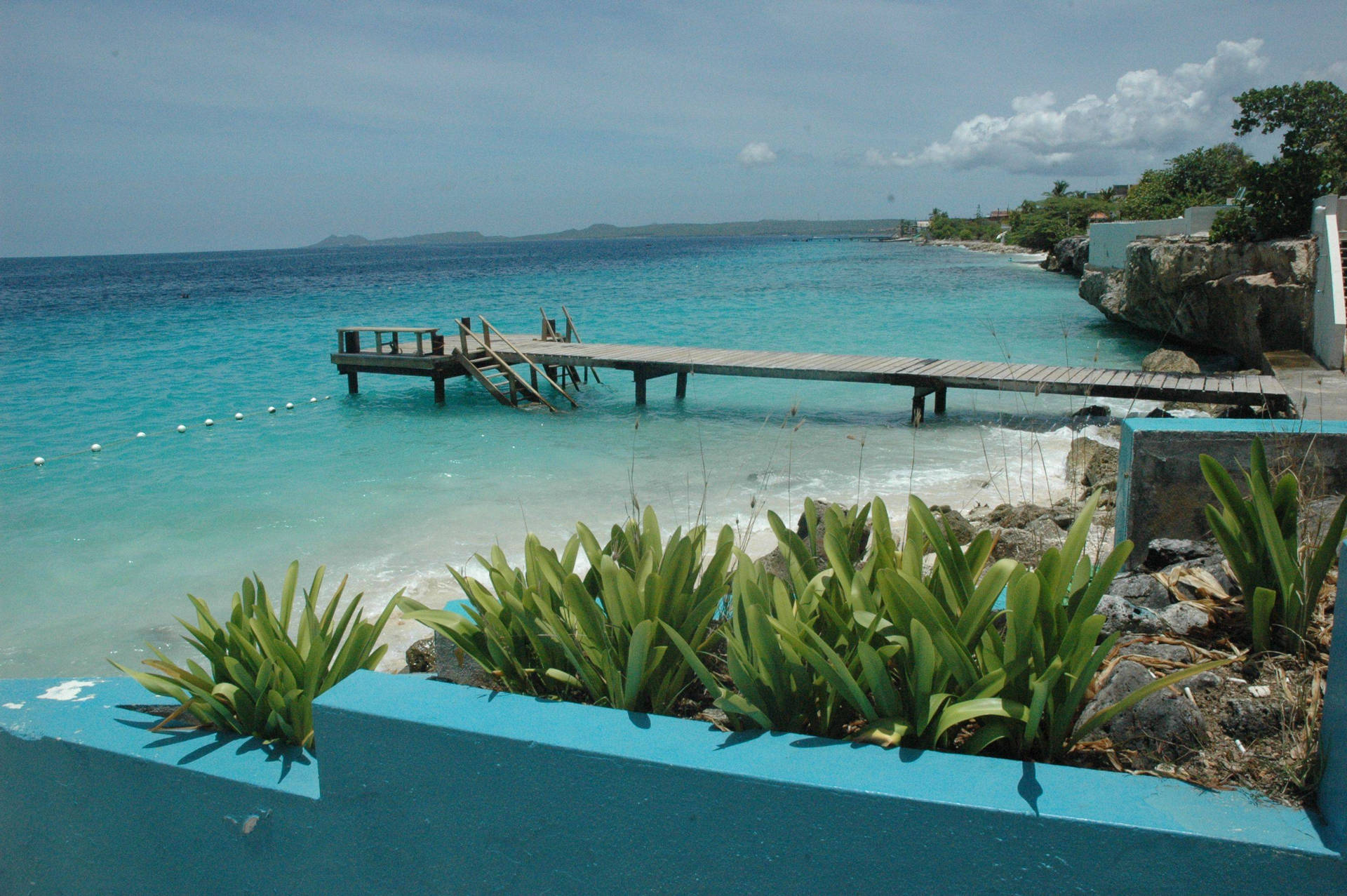 Bonaire Plants