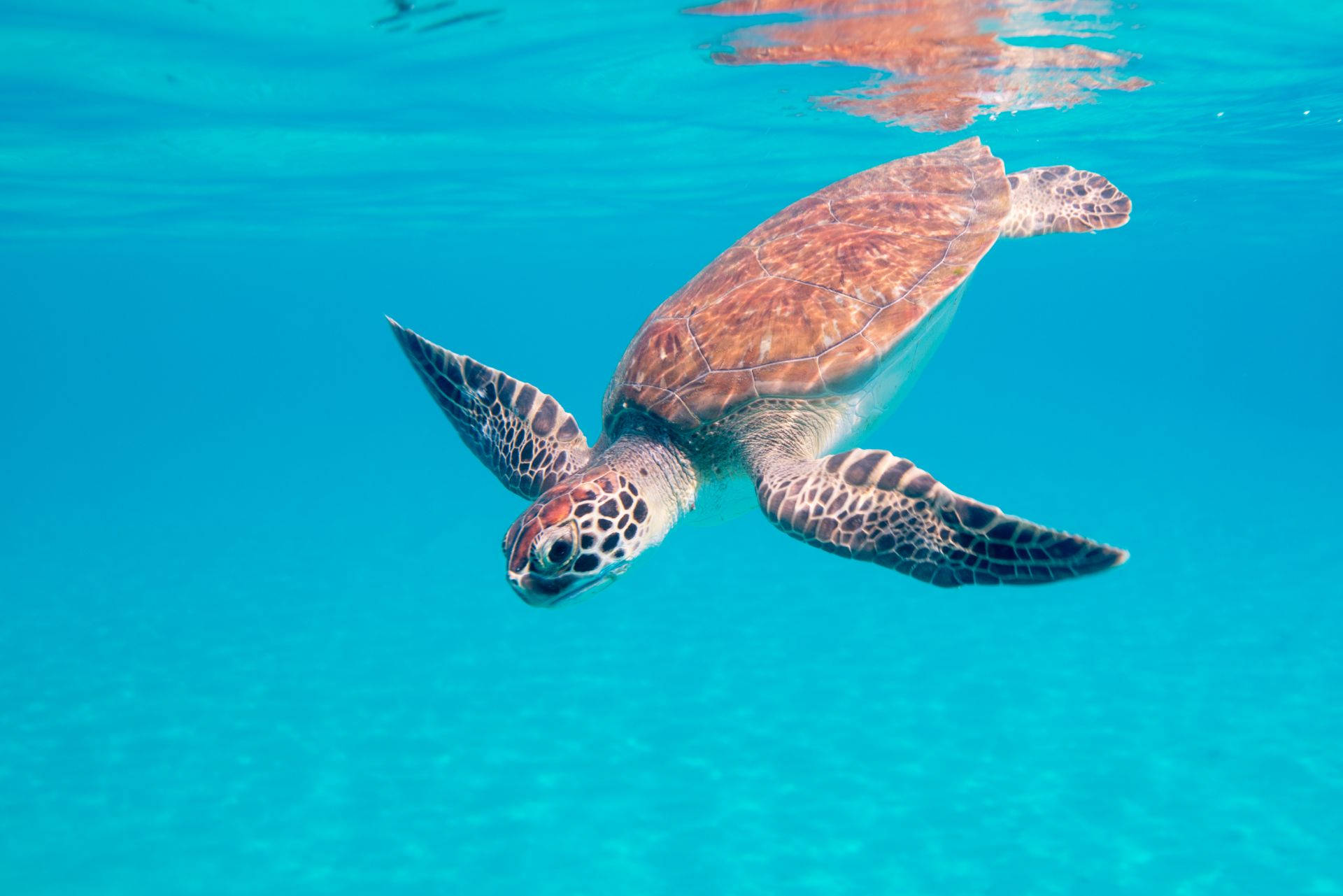 Bonaire Sea Turtle Background