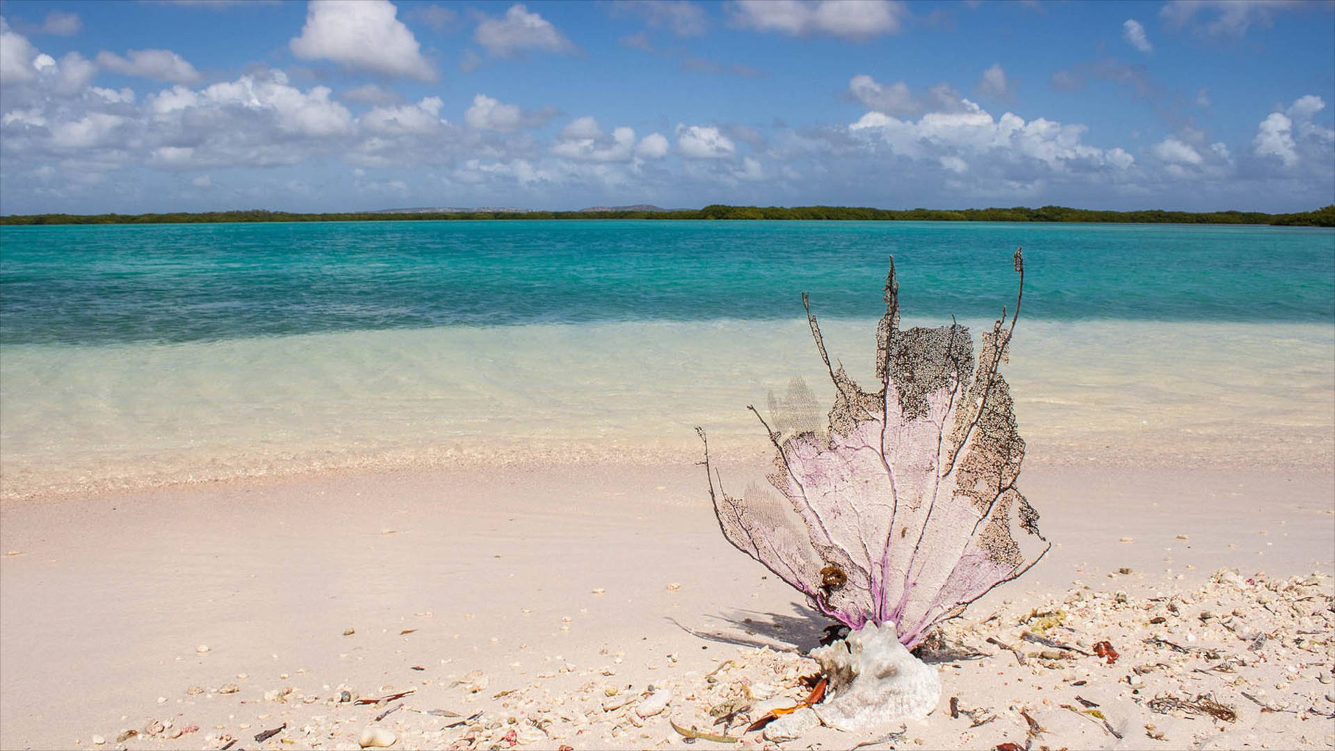 Bonaire White Sand