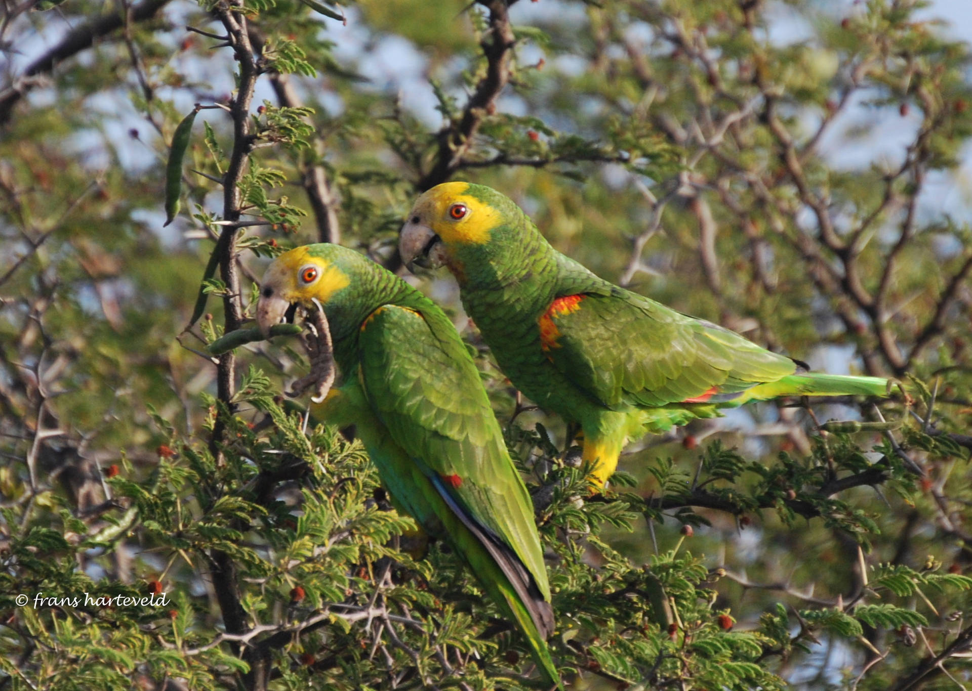 Bonaire Yellow Parrot