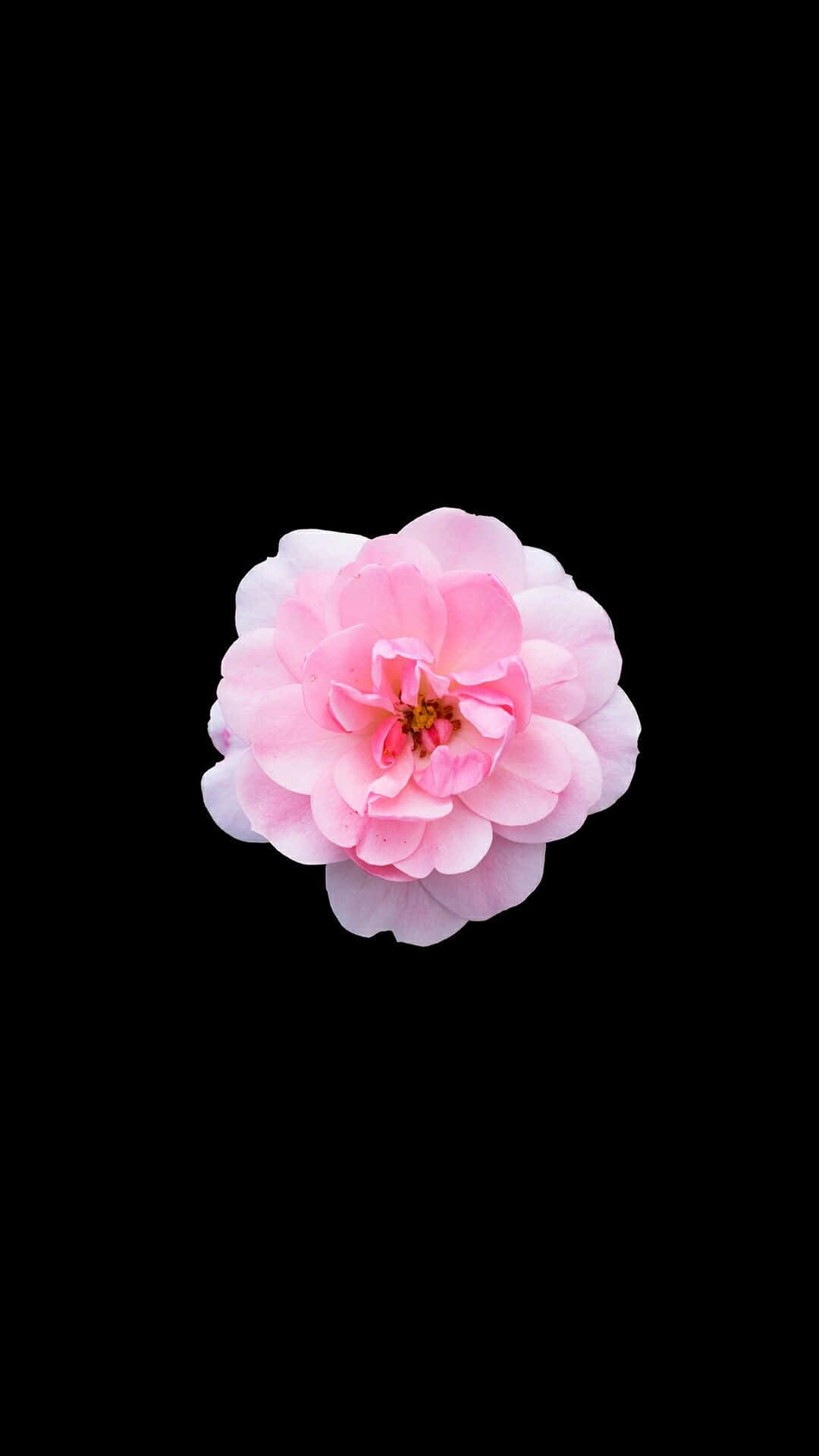 Bonica 82 Black And Pink Flower Background