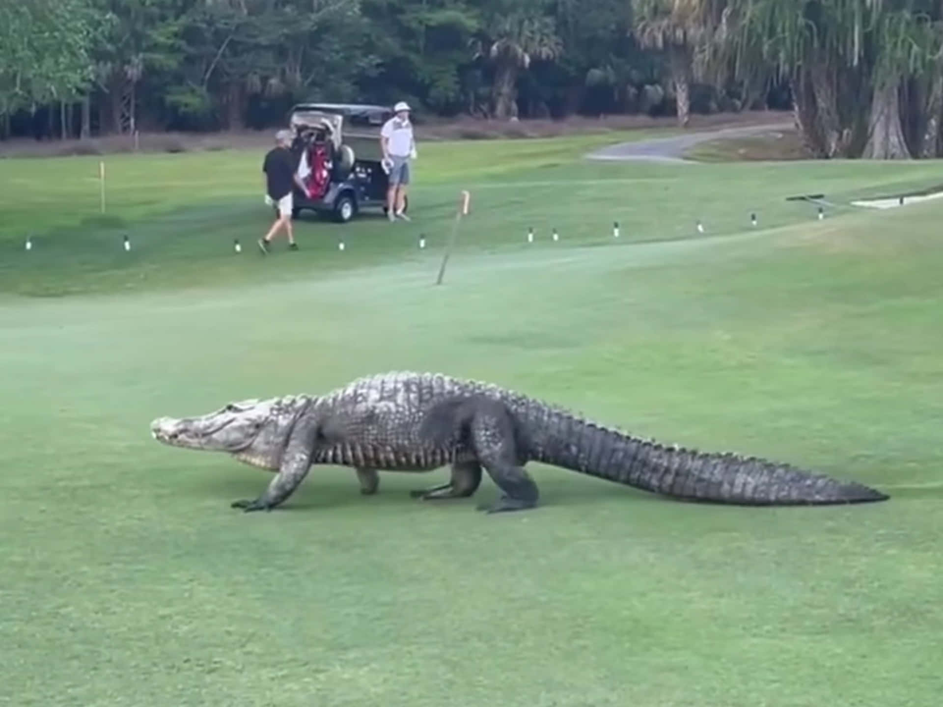 Bonita Bay Club Florida Golf Course Background