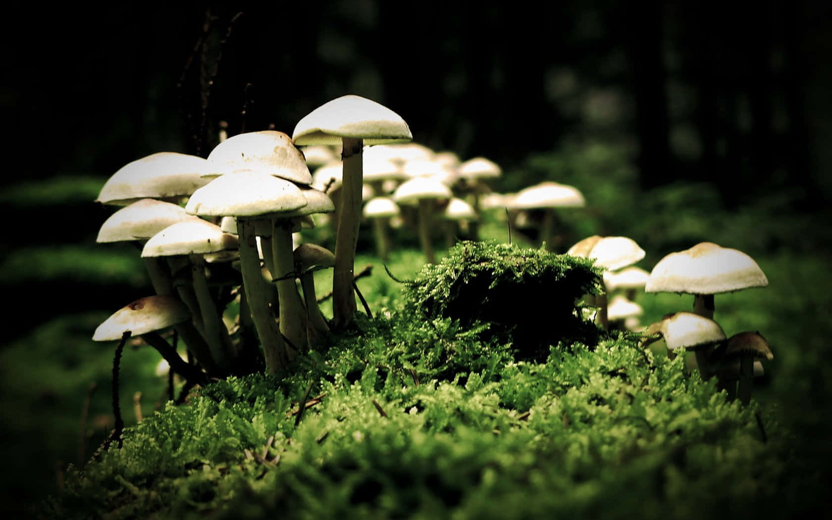 Bonnet Fungus Cluster On Mossy Ground