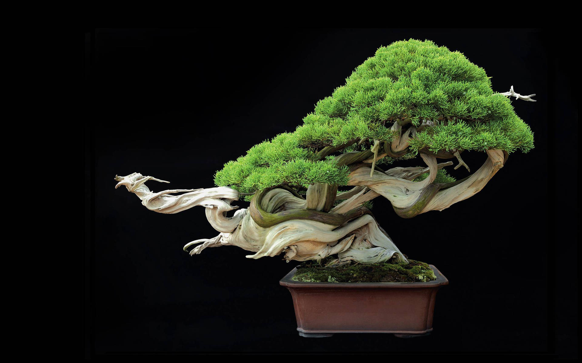 Bonsai Tree Art Crying Girl Plant Photography Background