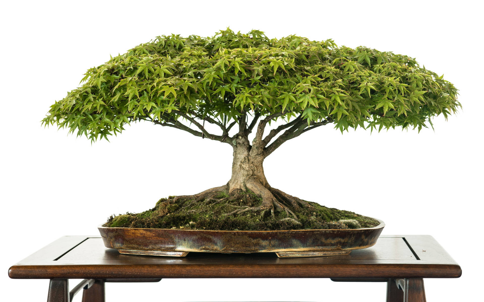 Bonsai Tree Broom Style Photography