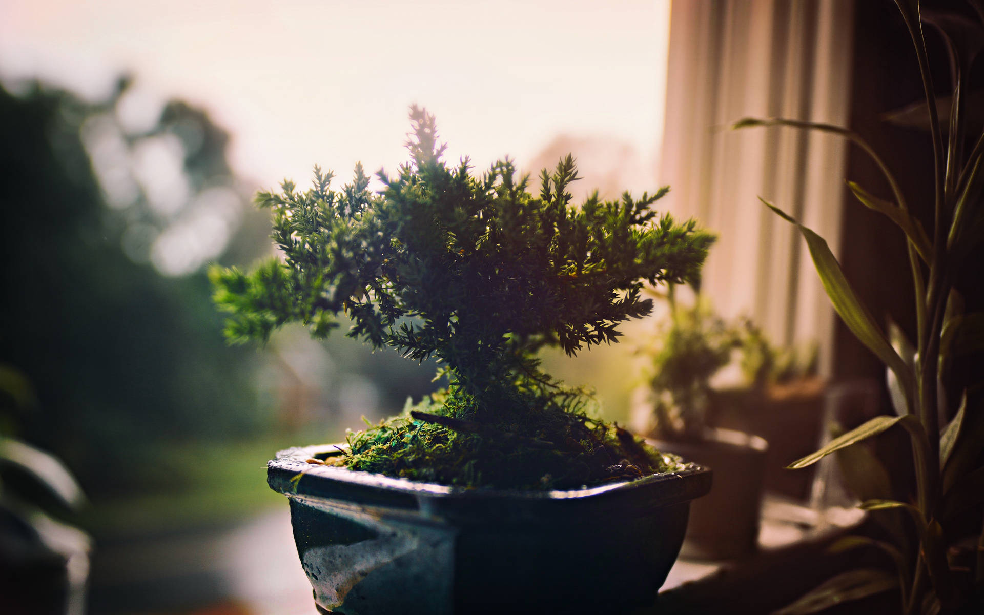 Bonsai Tree Broom Style Plant Photography Background