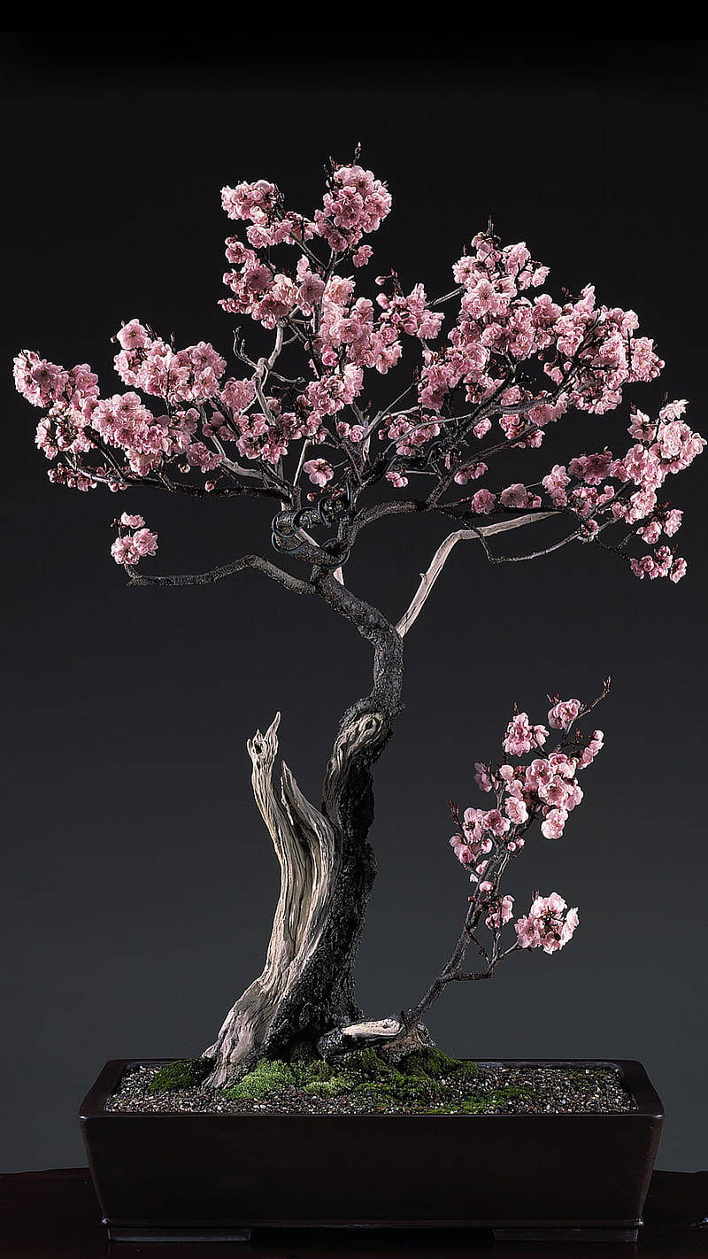 Bonsai Tree Cherry Blossoms Plant Photography Background