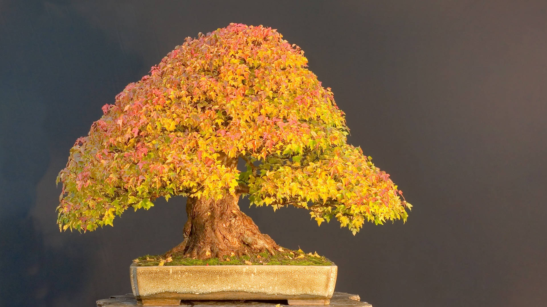 Bonsai Tree Chokan Style Plant Photography Background