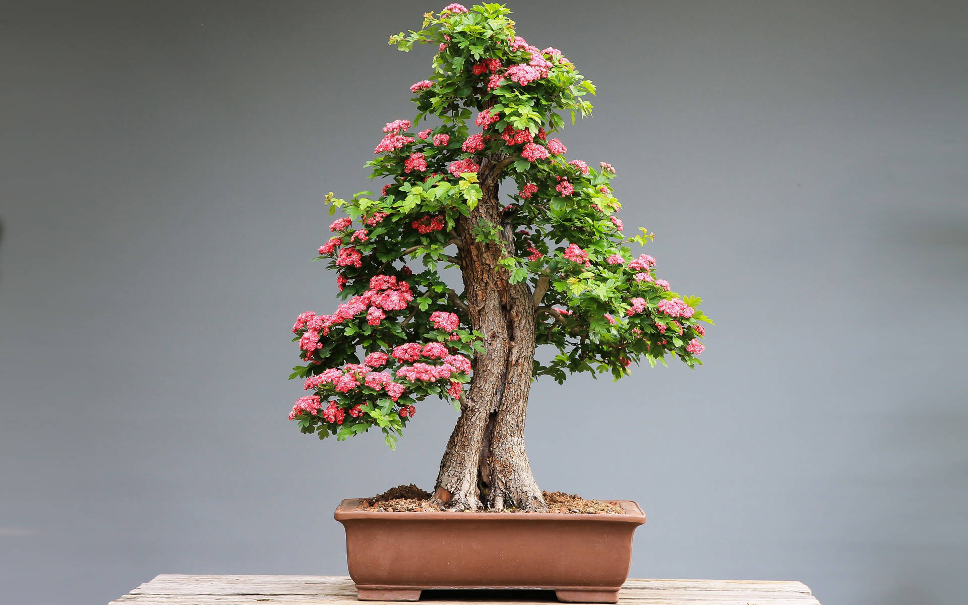 Bonsai Tree Chokan Style Tiny Plant Photography