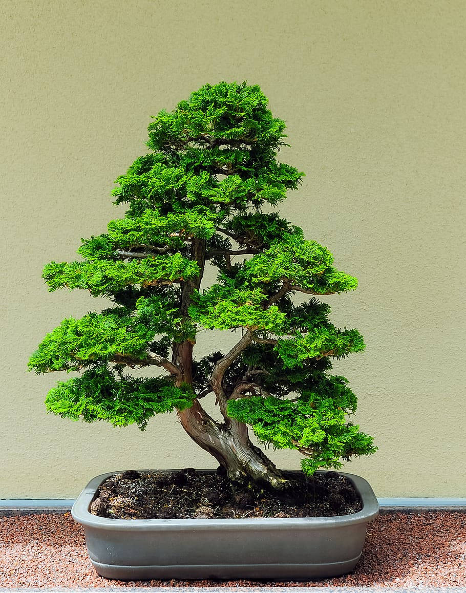 Bonsai Tree Chokan Tiny Plant Photography Background