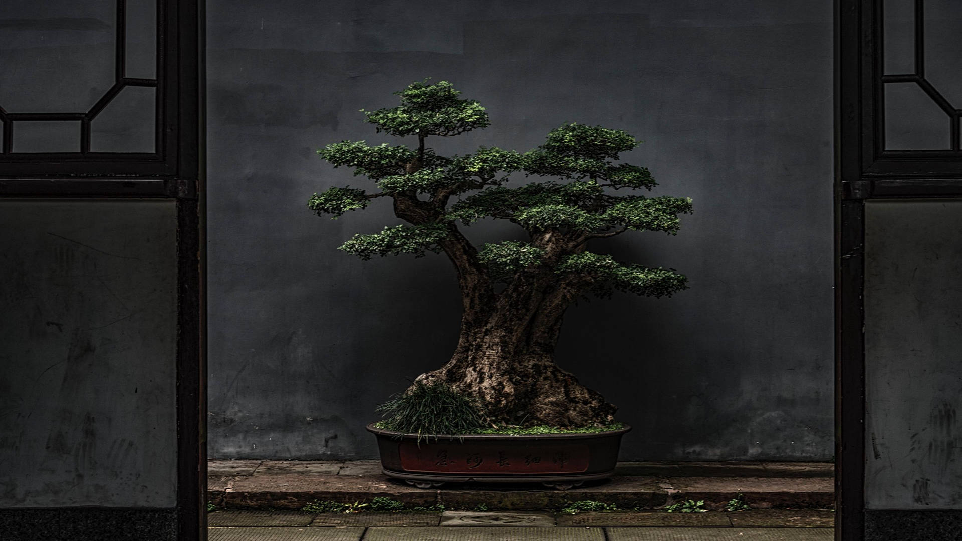 Bonsai Tree Clump Style Photography Background