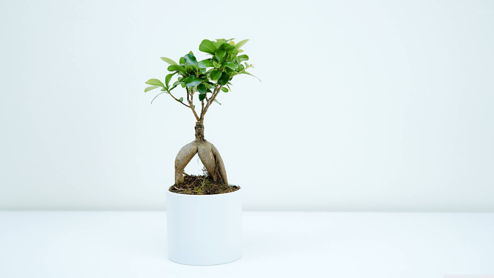 Bonsai Tree Exposed Root Style Photography