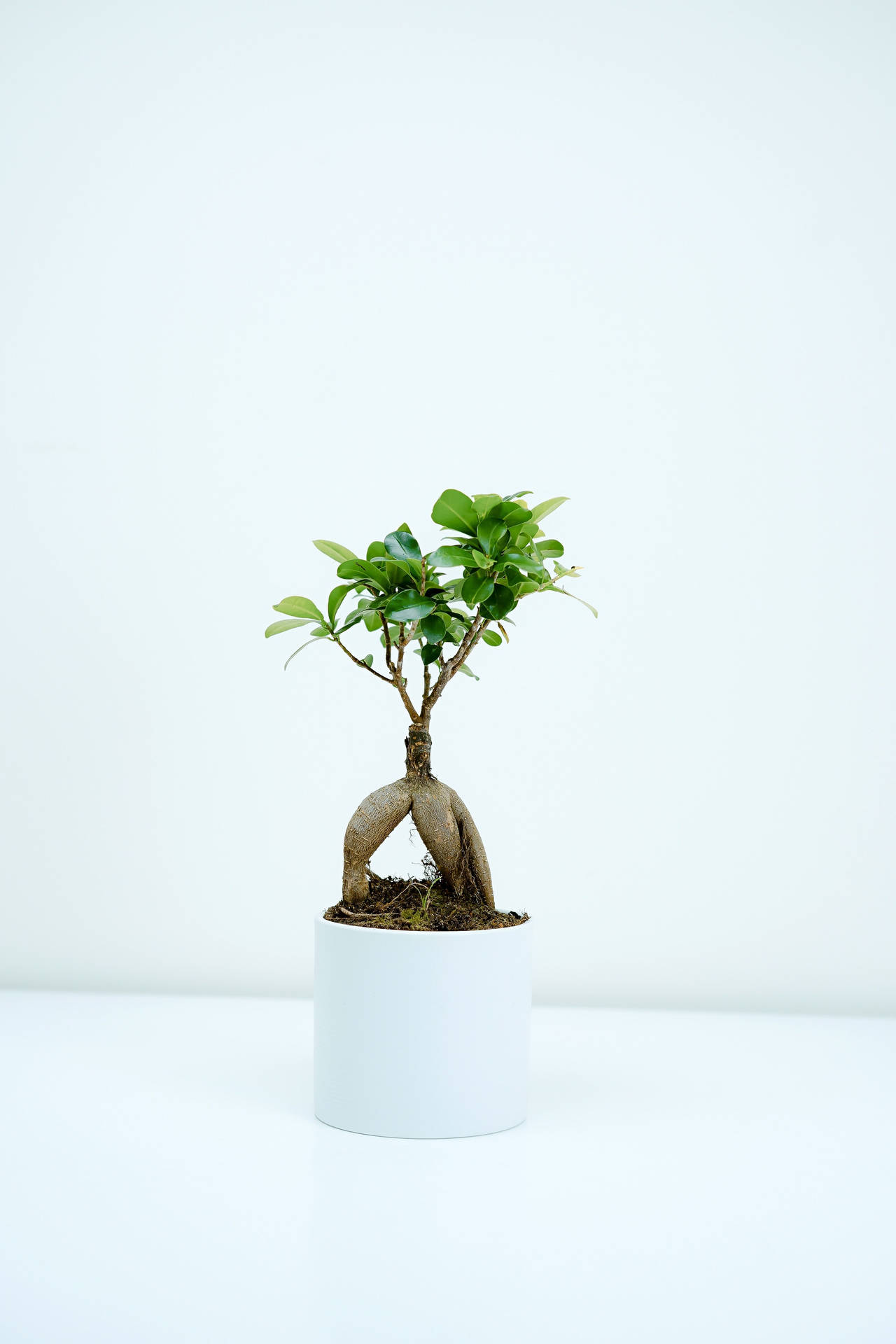 Bonsai Tree Exposed Root Style Photography Background