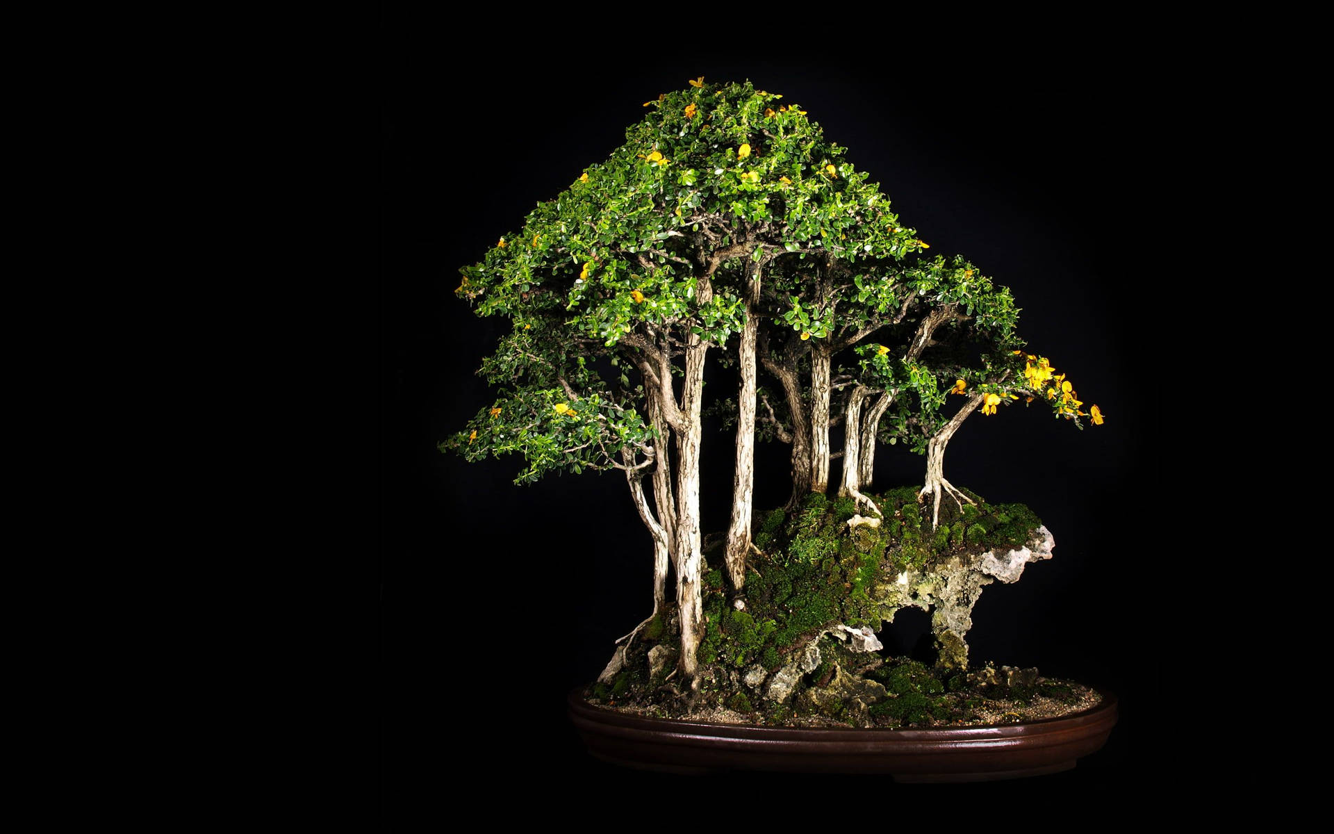 Bonsai Tree Forest Style Plant Photography Background