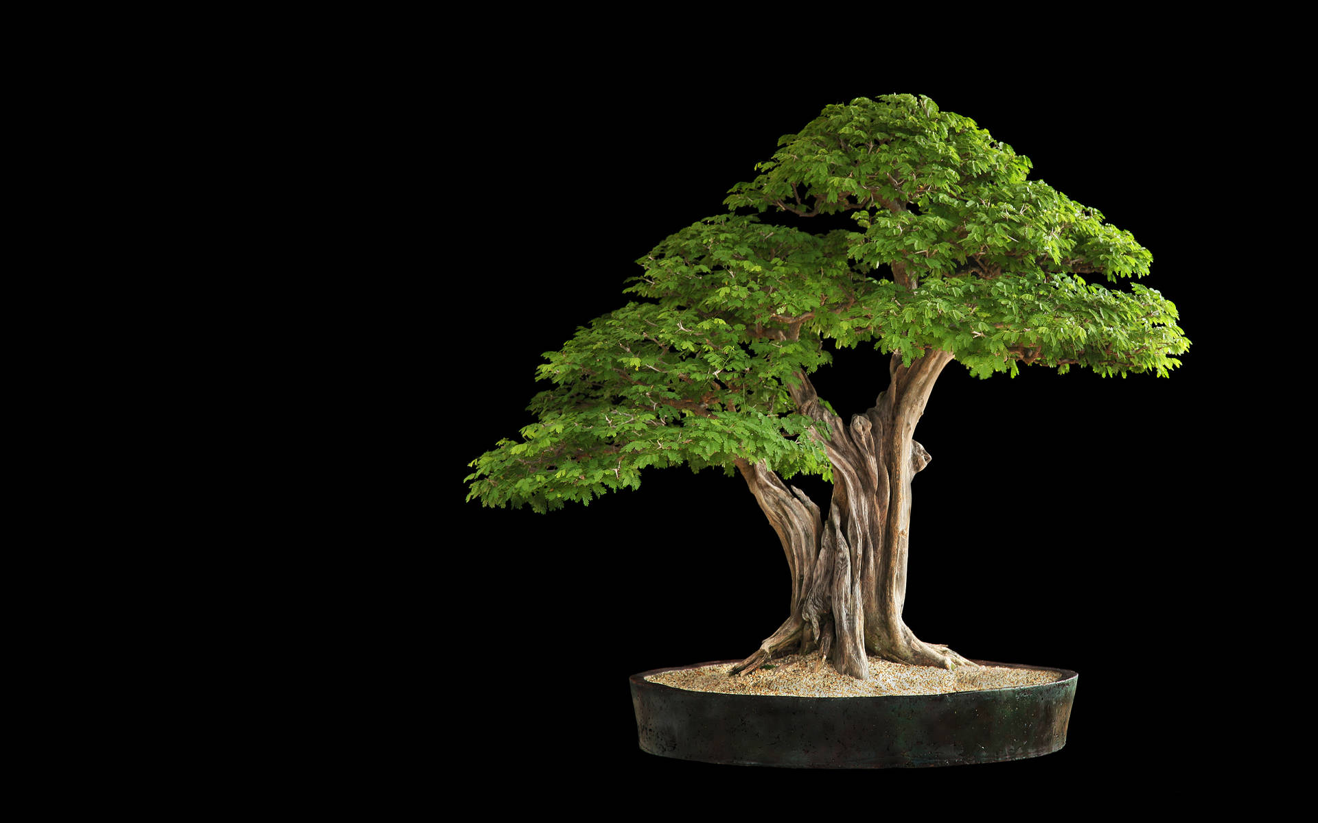 Bonsai Tree Formal Upright Style Photography Background