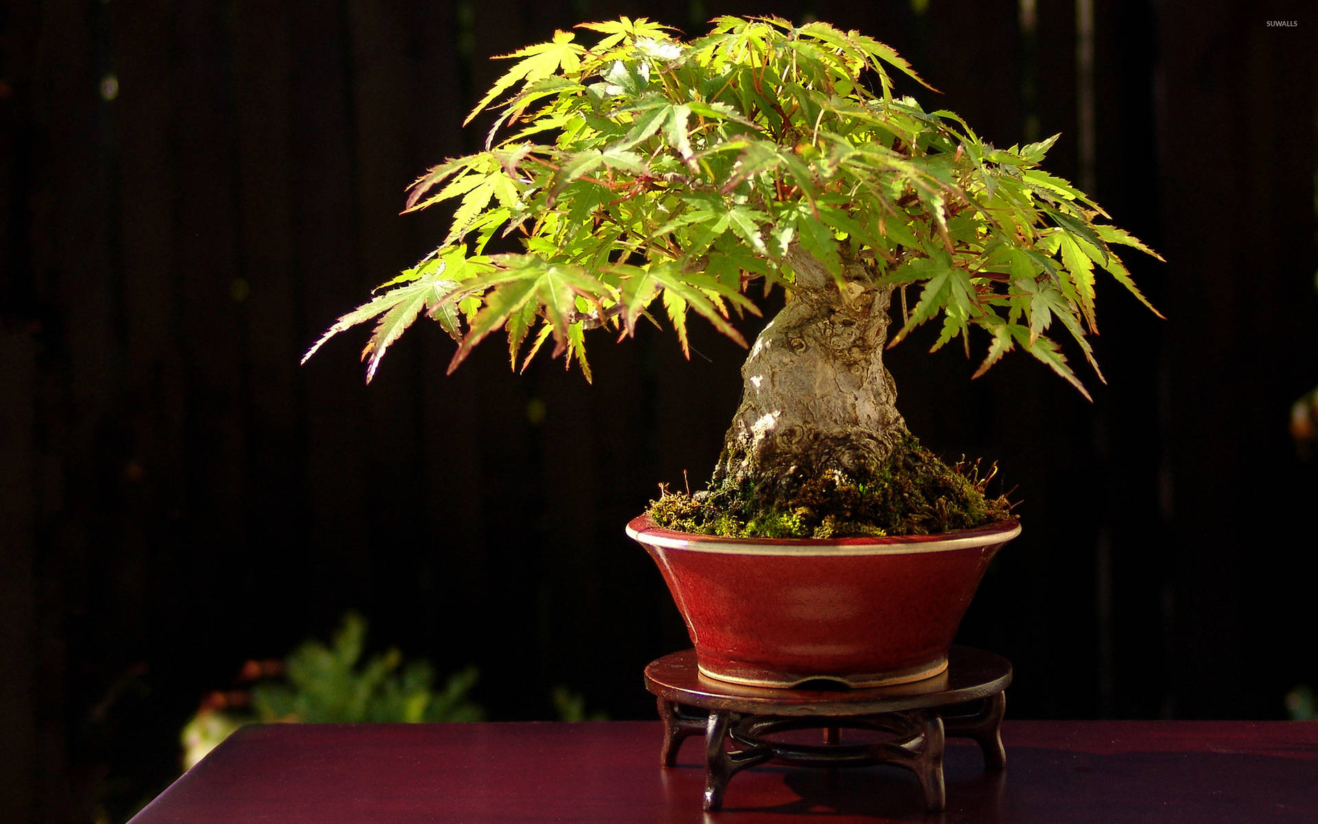 Bonsai Tree Formal Upright Style Plant Photography